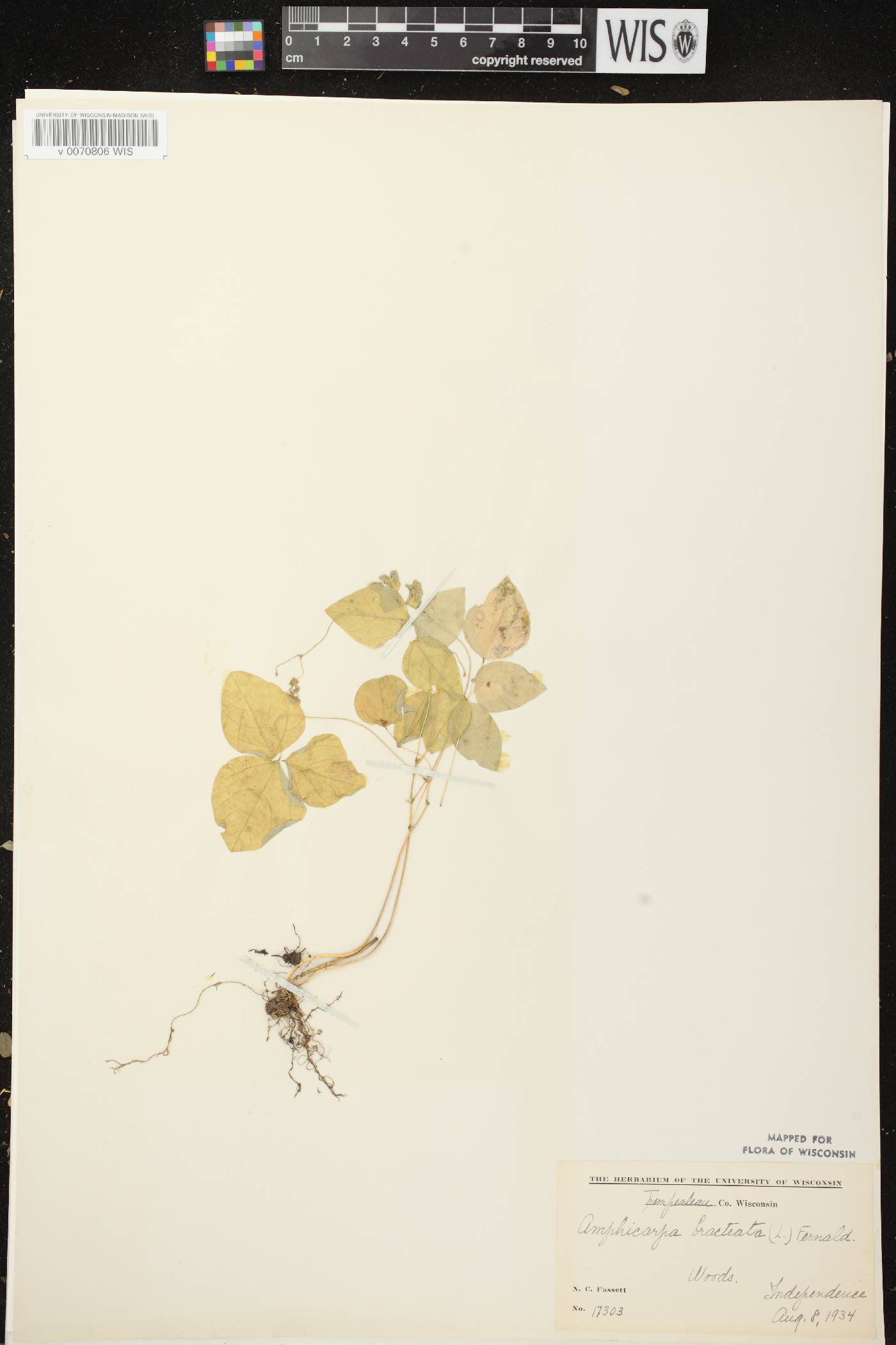 Amphicarpaea bracteata image