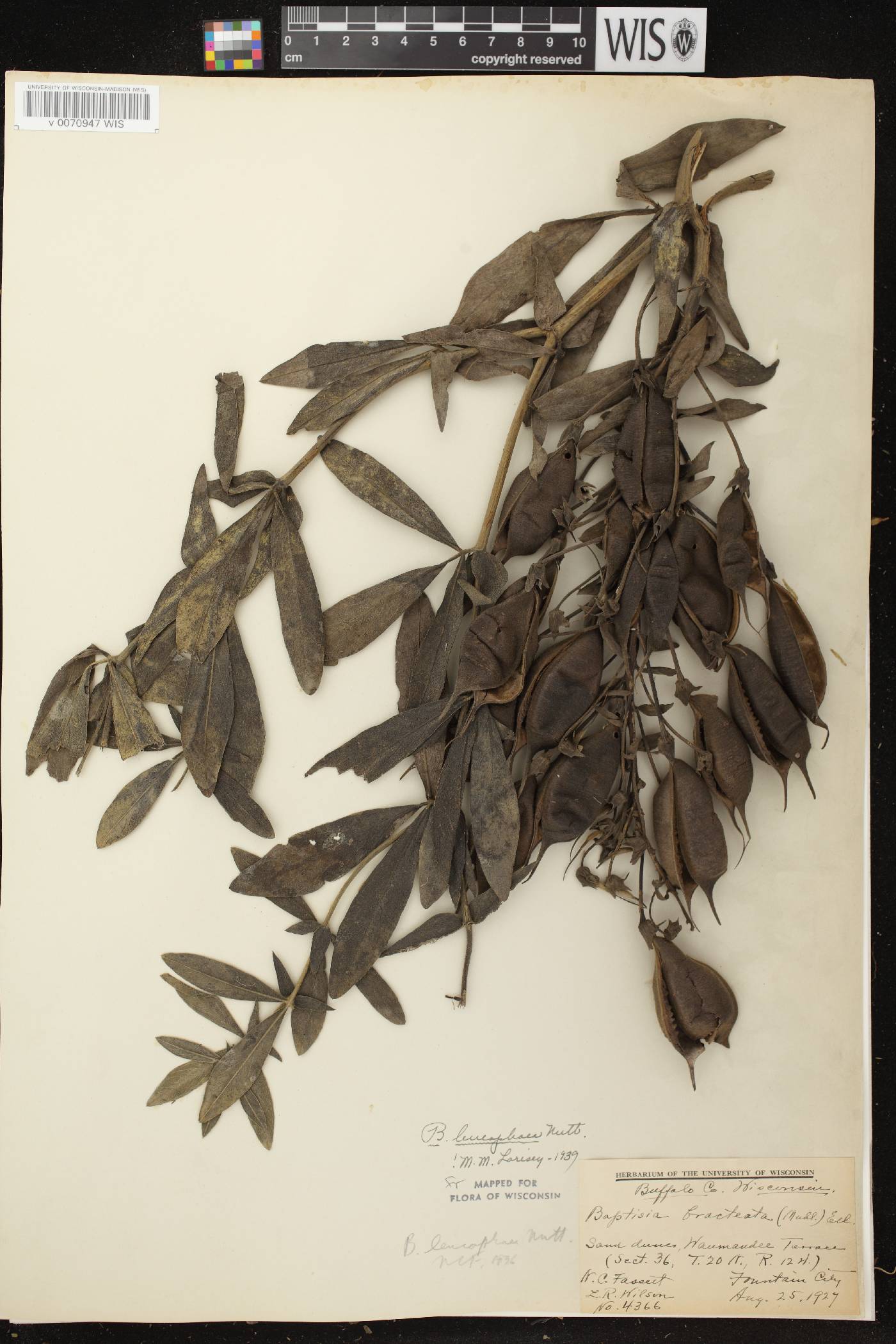 Baptisia lactea image