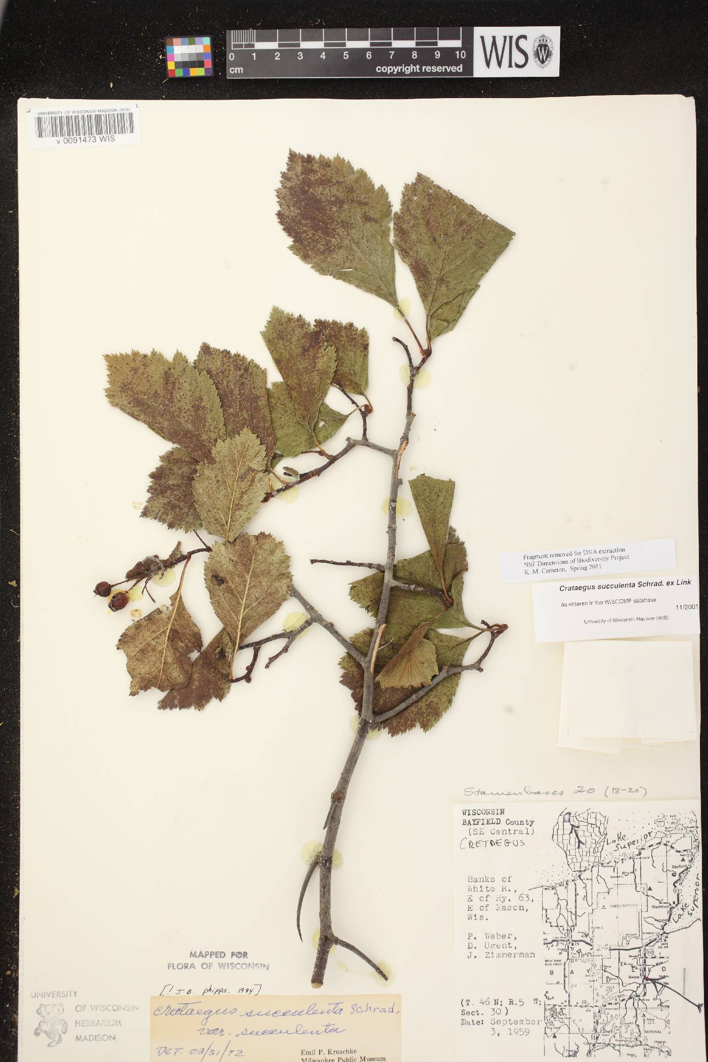 Crataegus succulenta image