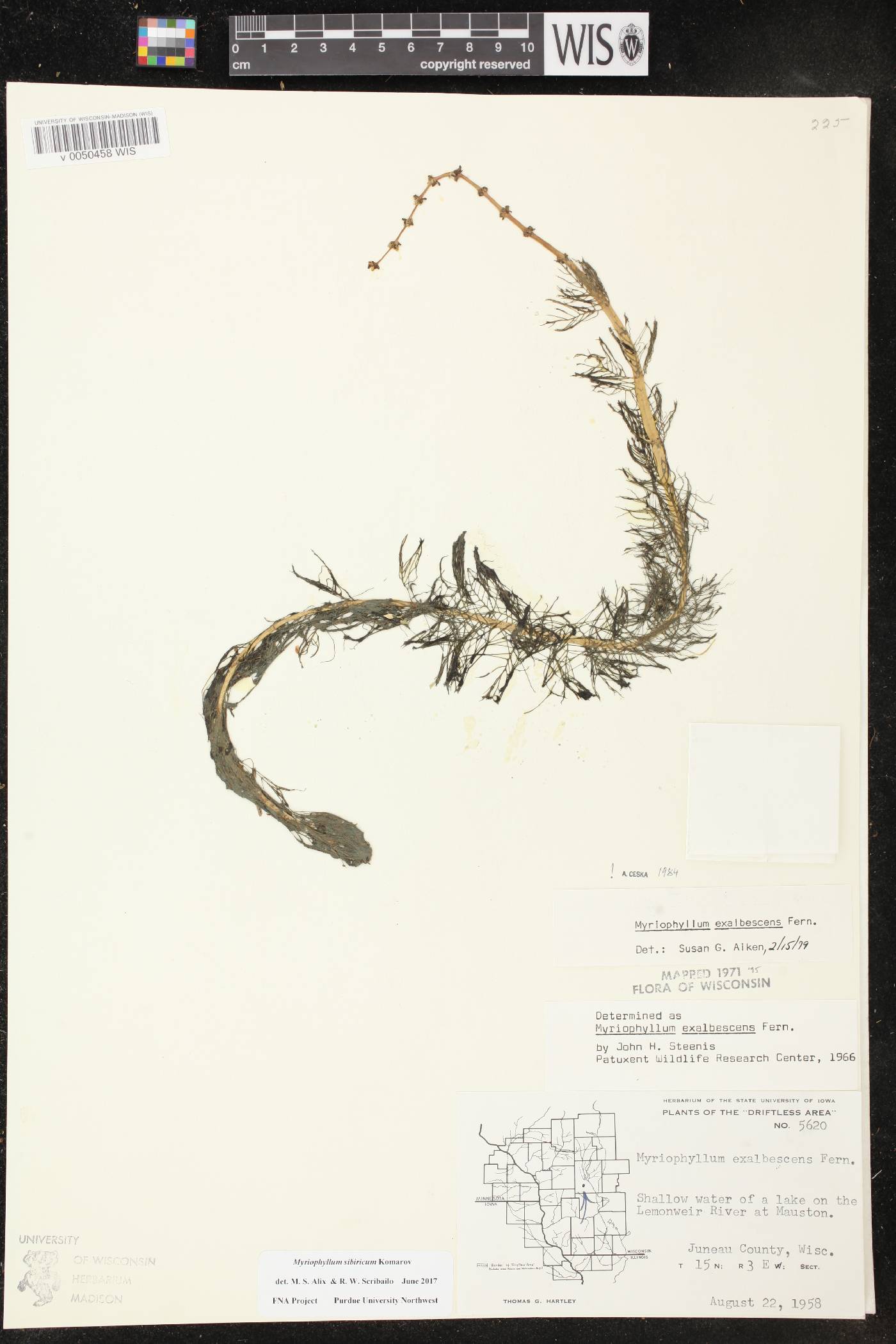 Myriophyllum sibiricum image
