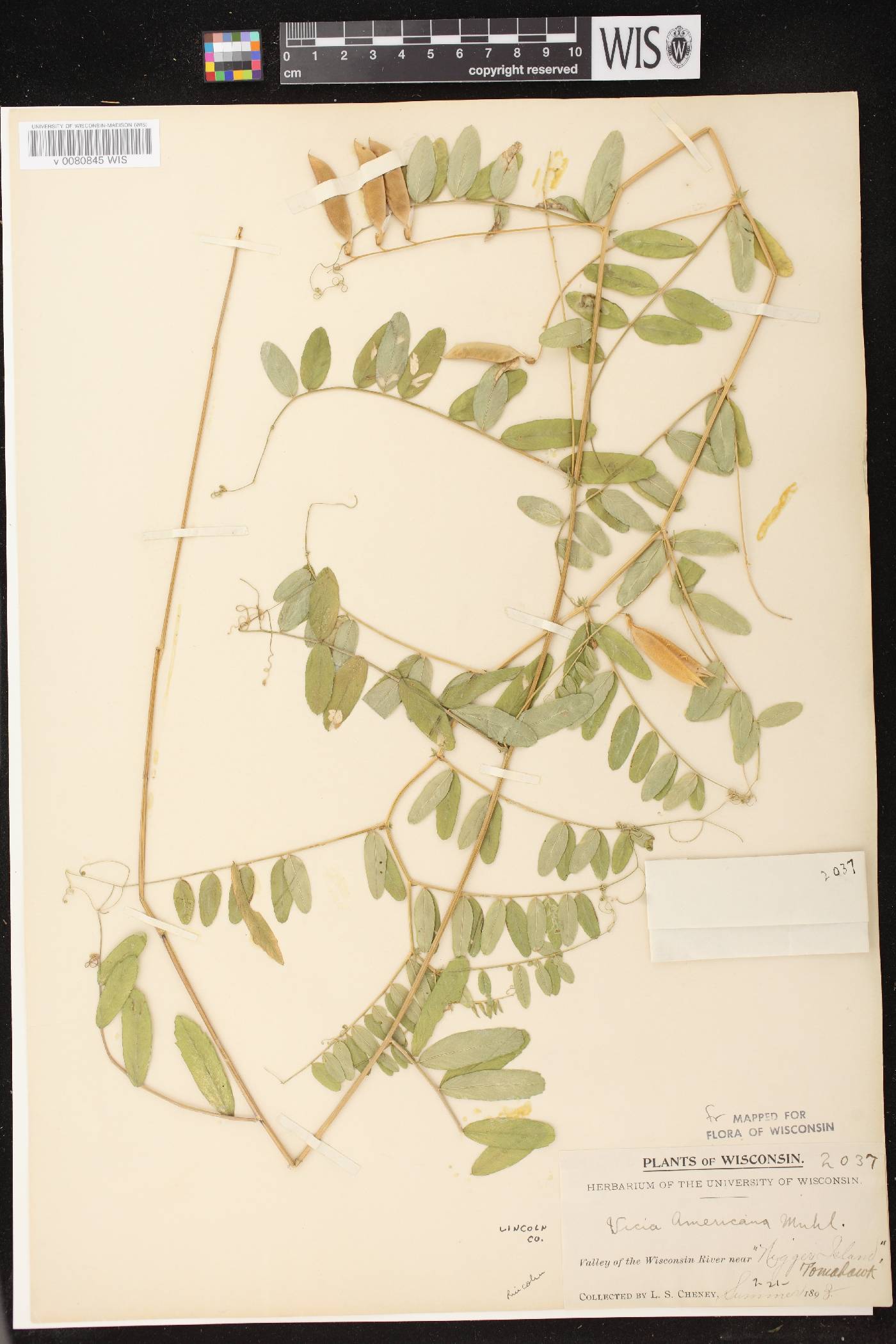 Vicia americana image