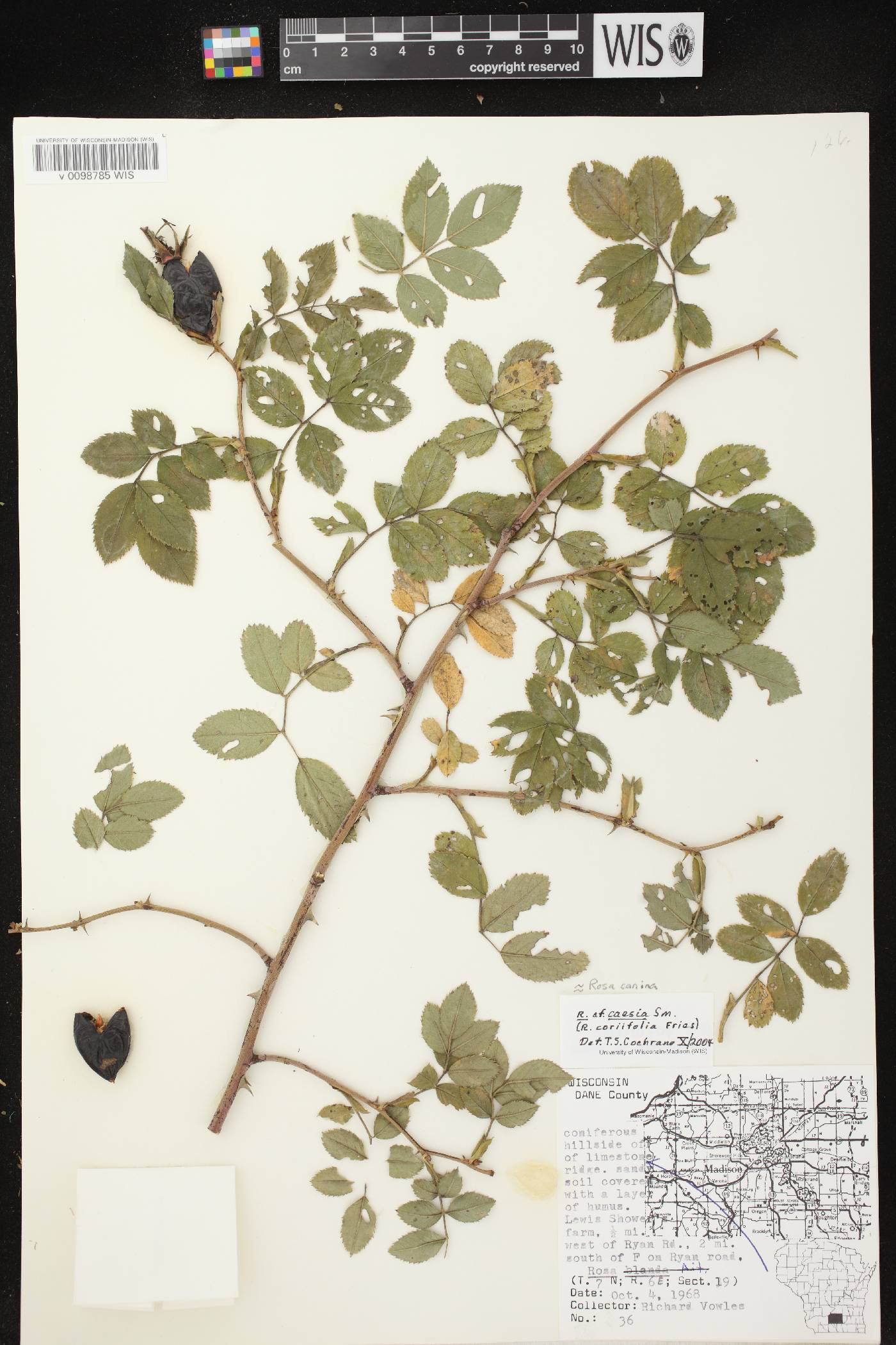 Rosa canina image