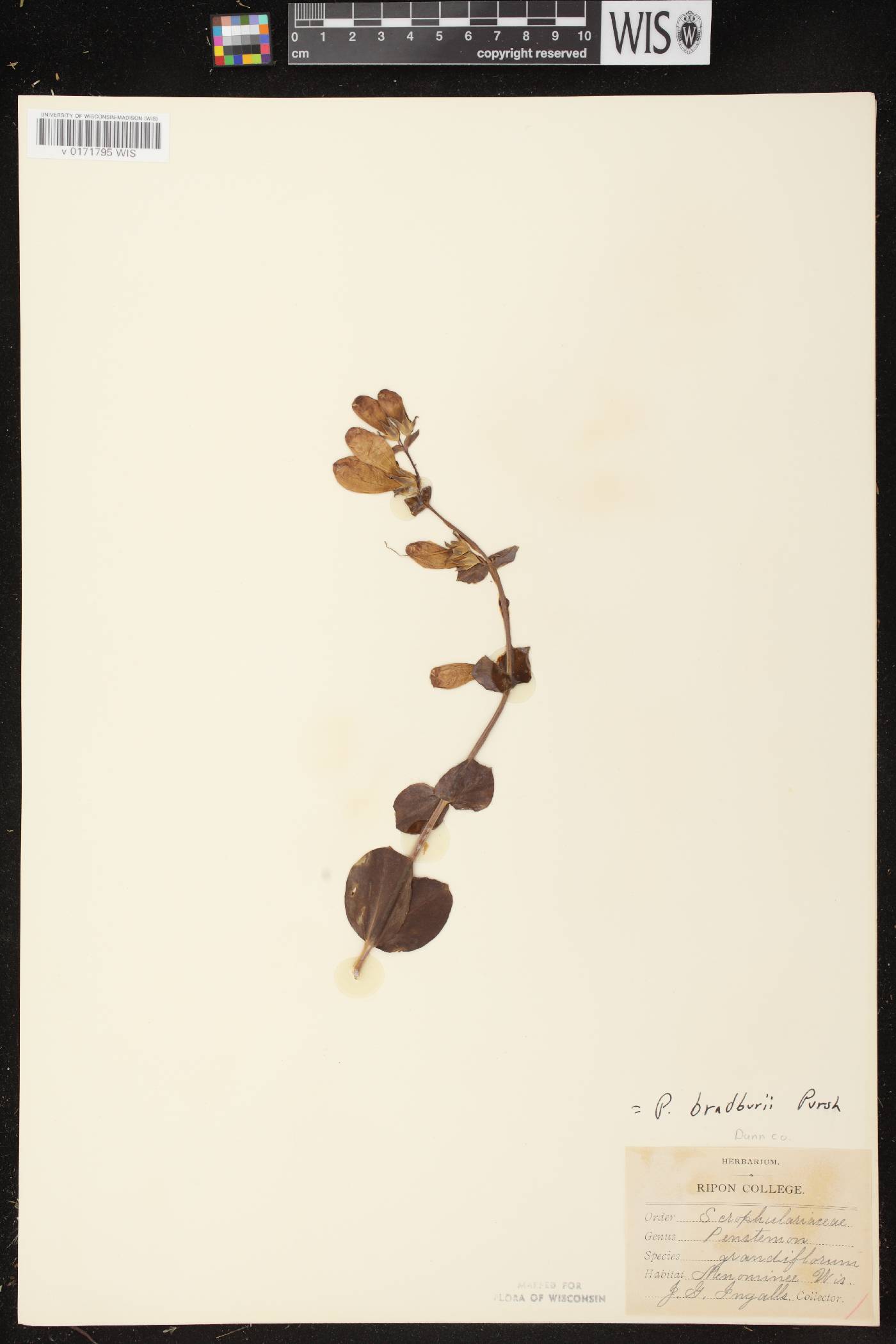 Penstemon grandiflorus image