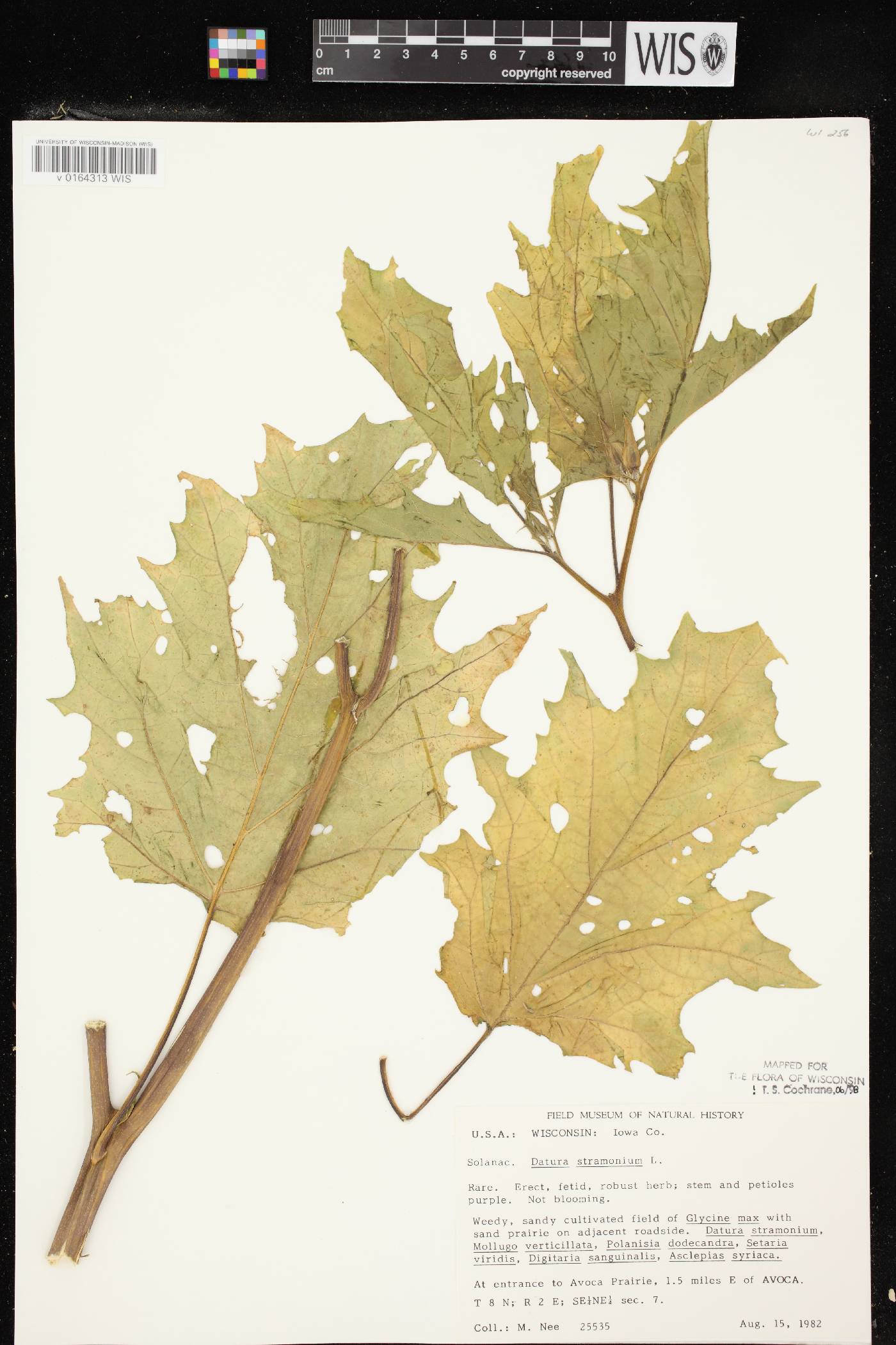 Datura stramonium image