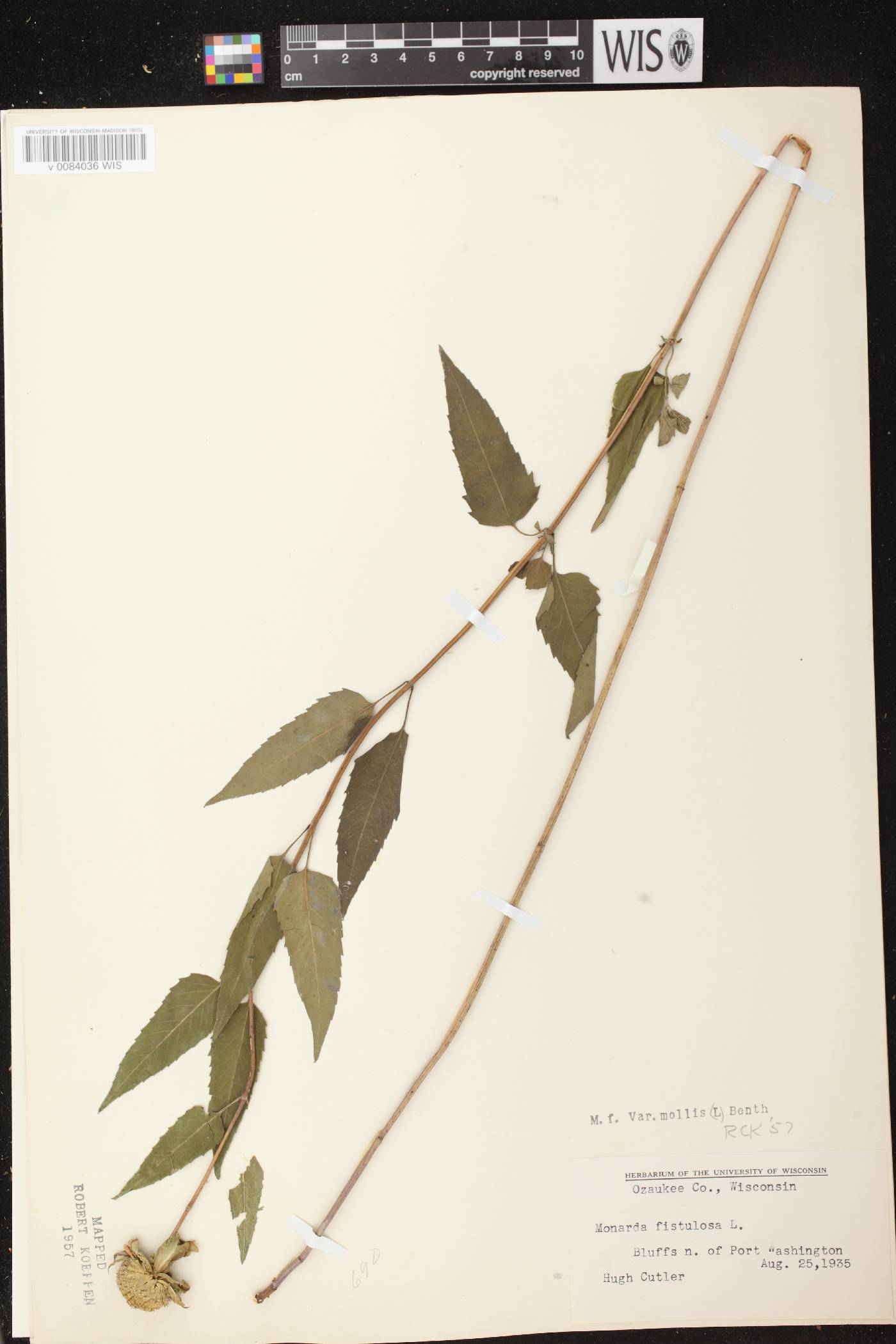 Monarda fistulosa image