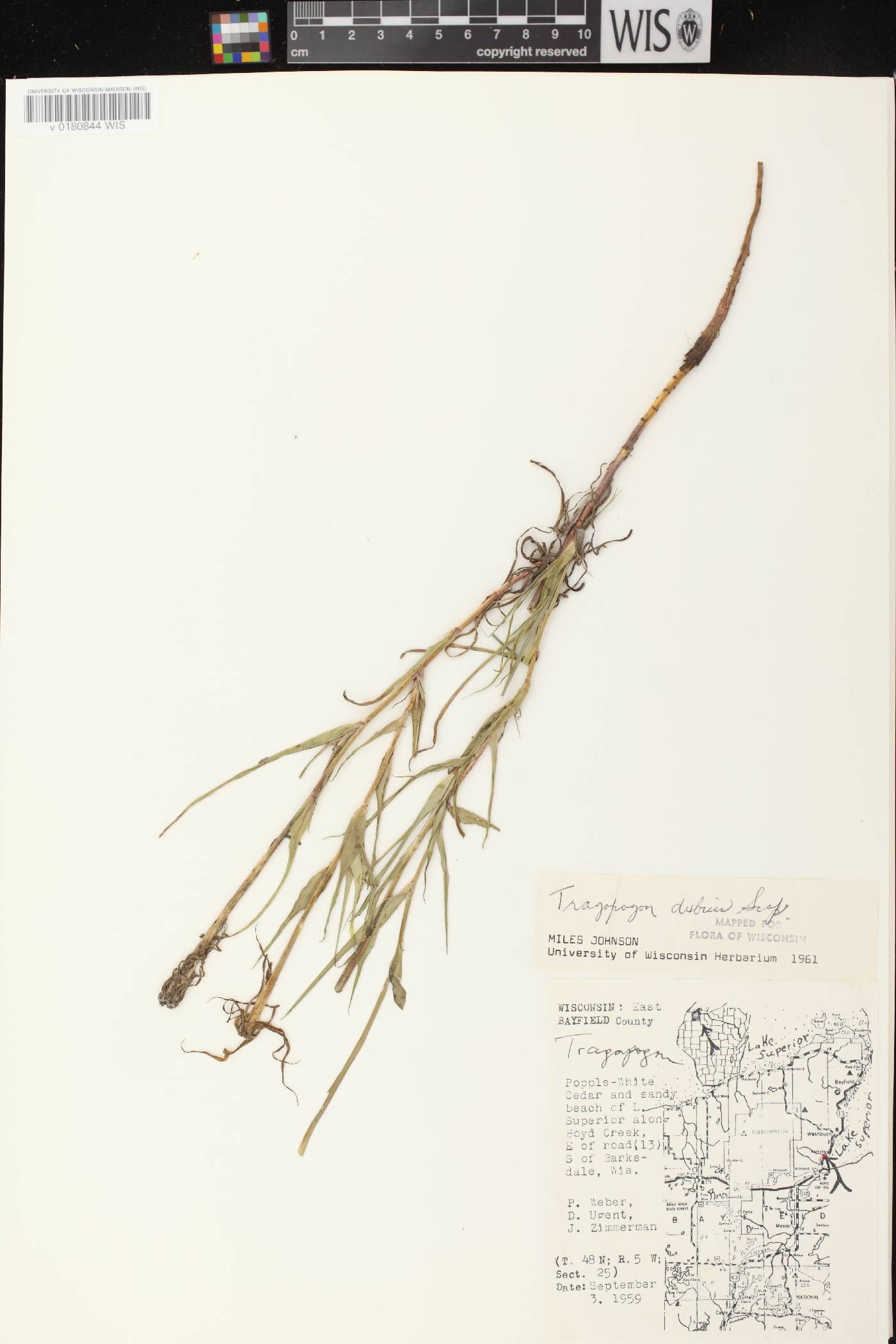 Tragopogon dubius image