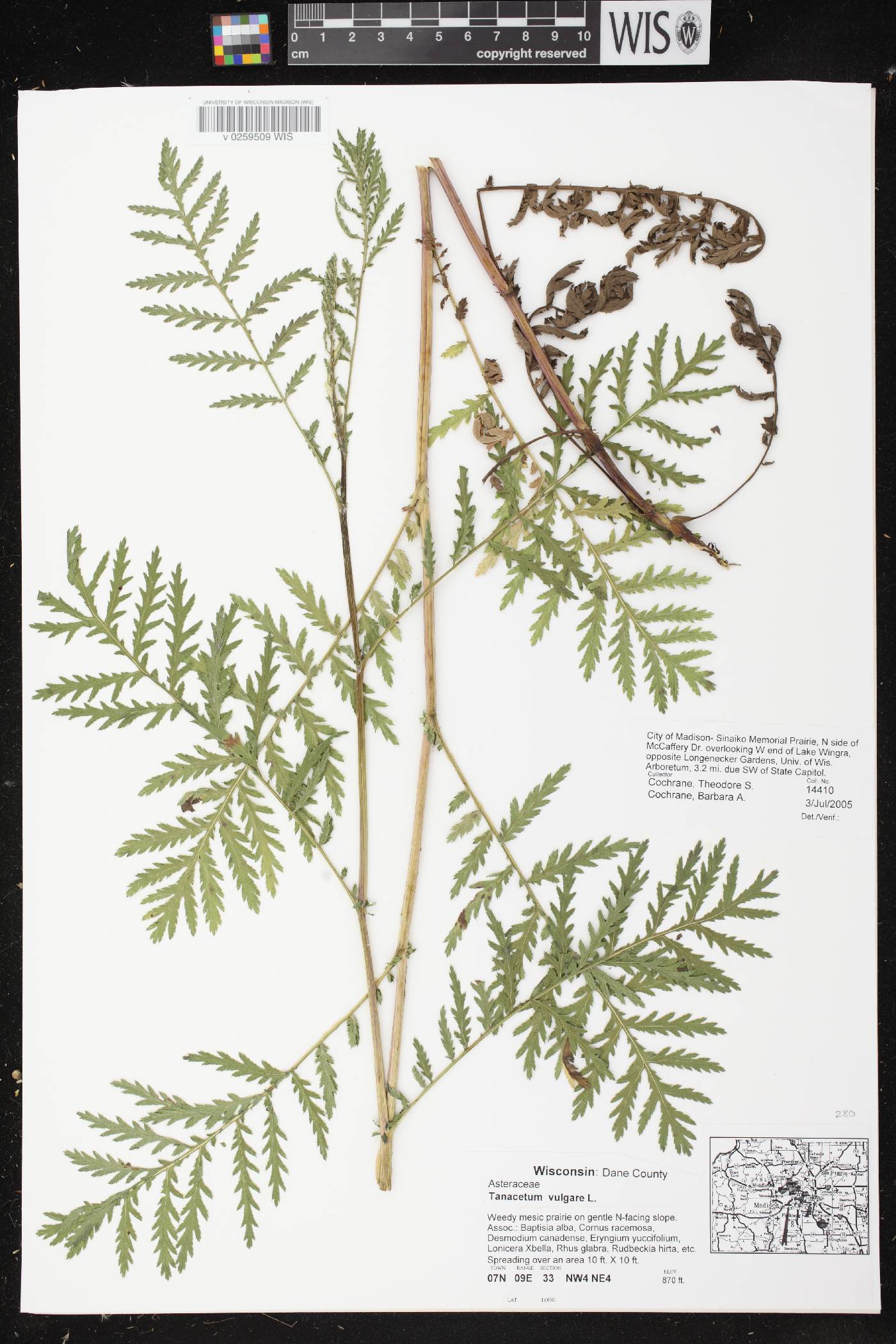 Tanacetum vulgare image