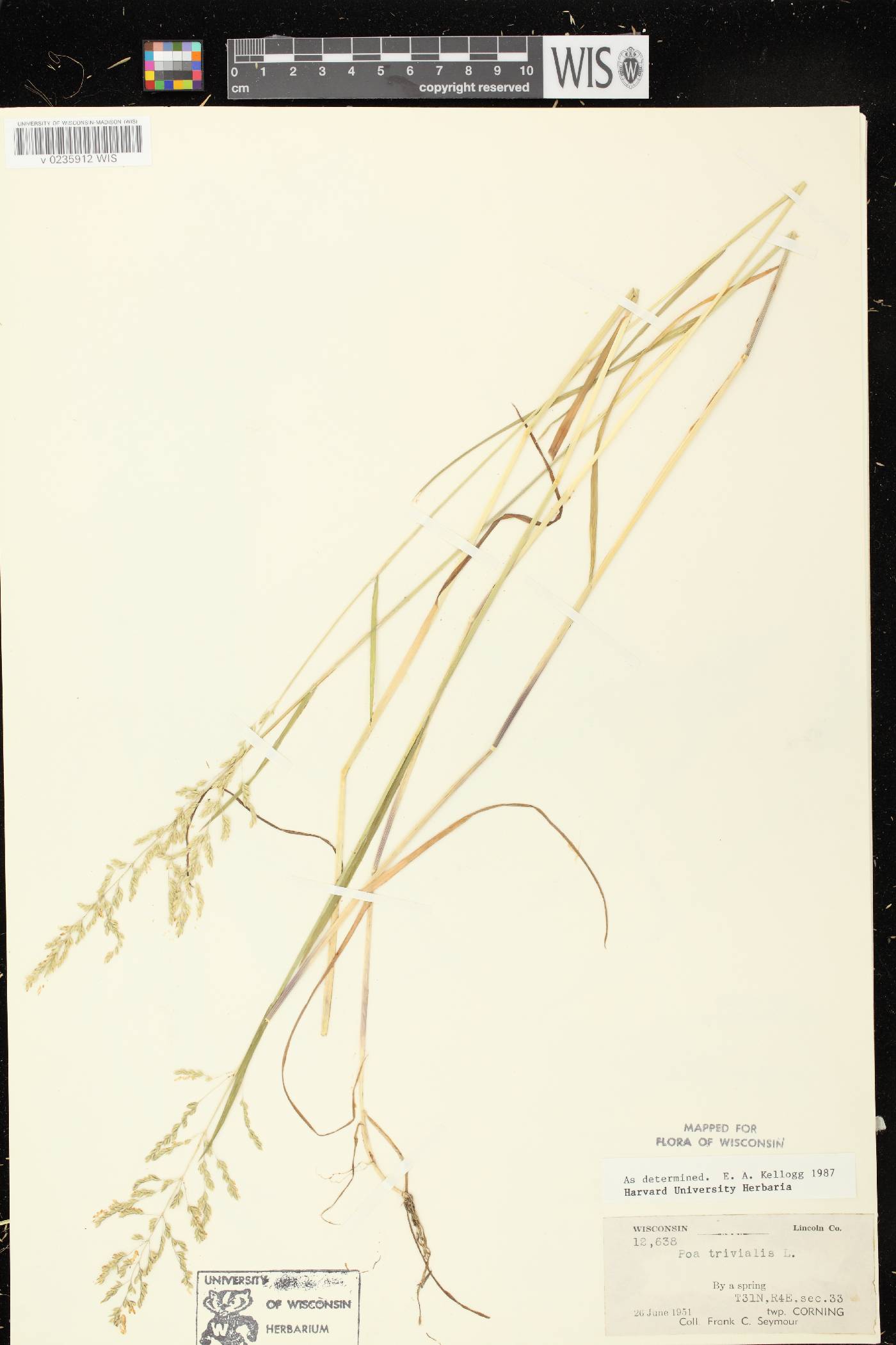 Poa trivialis image