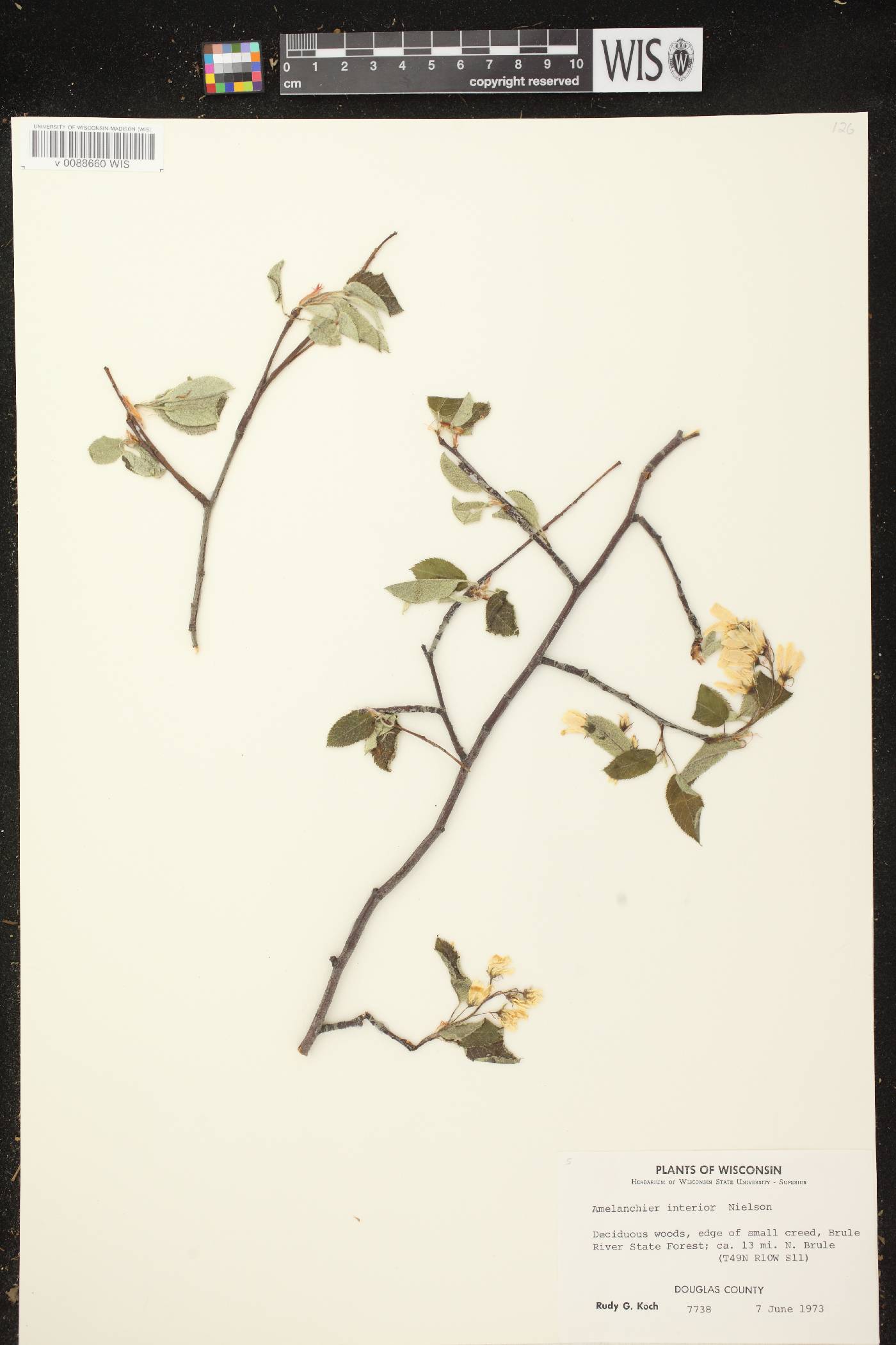 Amelanchier interior image