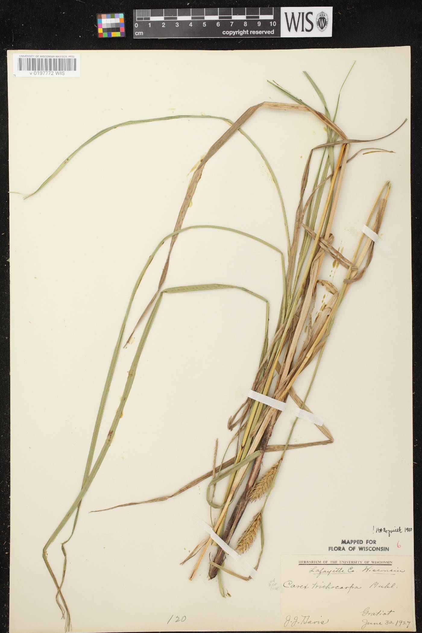 Carex trichocarpa image