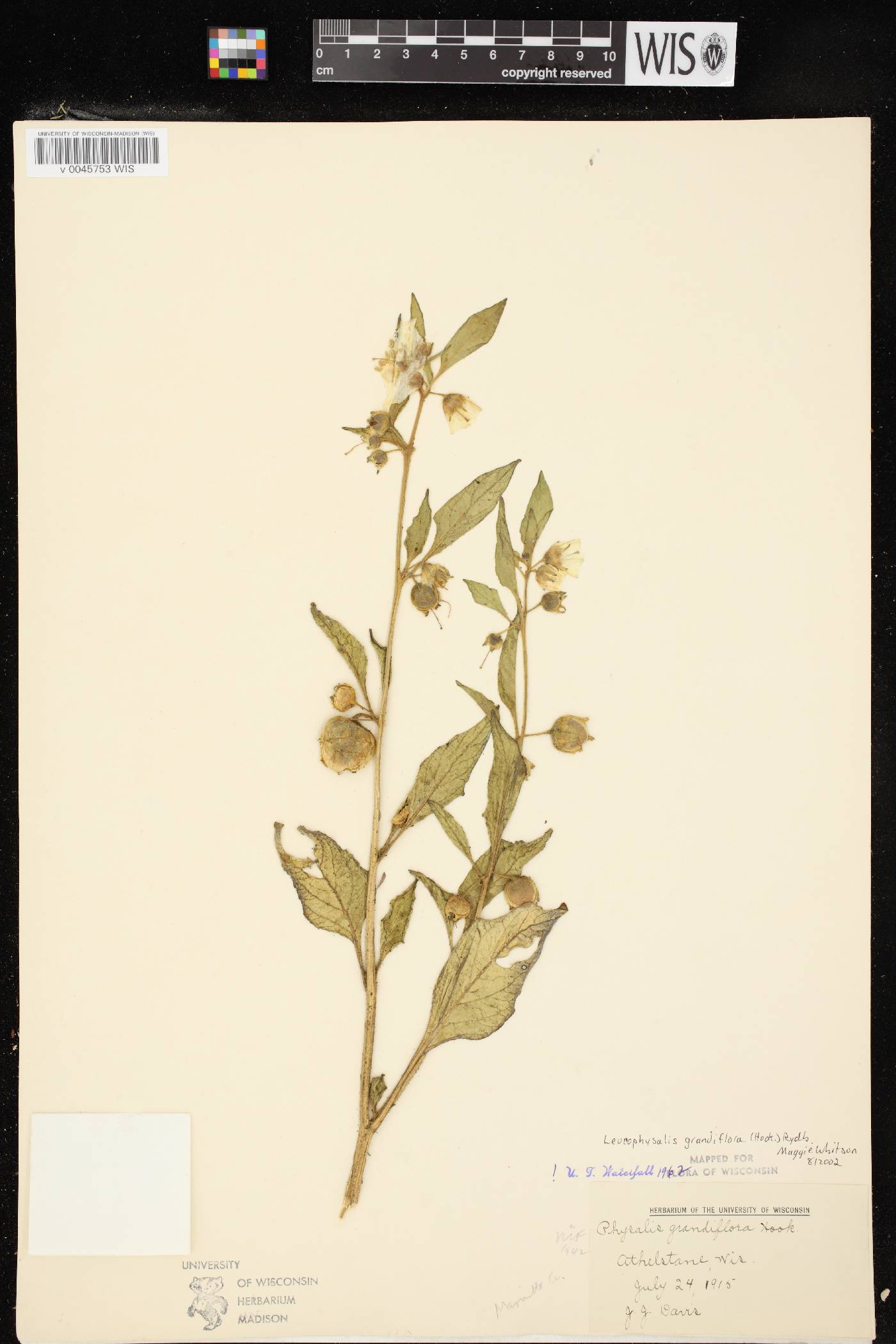 Leucophysalis grandiflora image