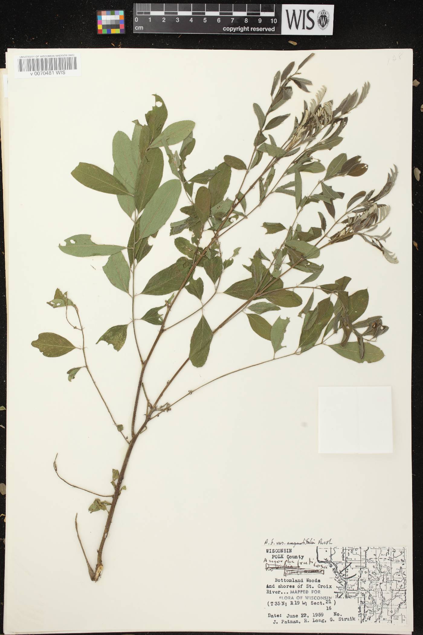 Amorpha fruticosa image