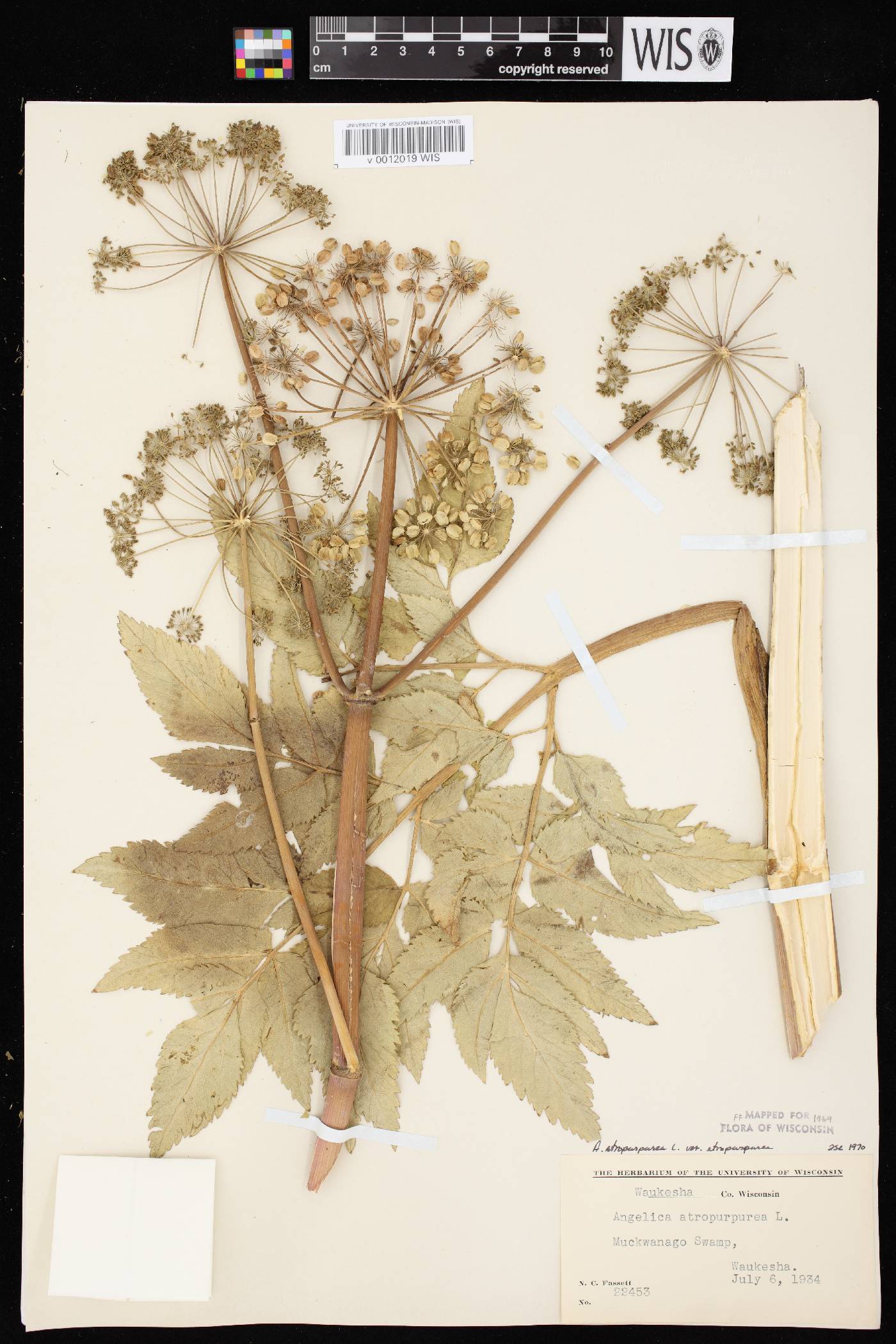 Angelica atropurpurea var. atropurpurea image