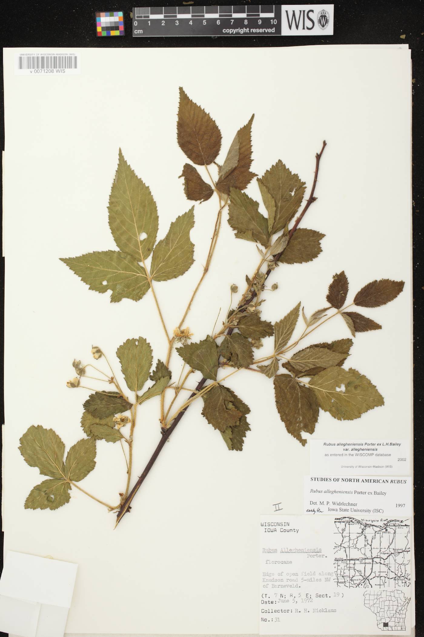 Rubus allegheniensis image