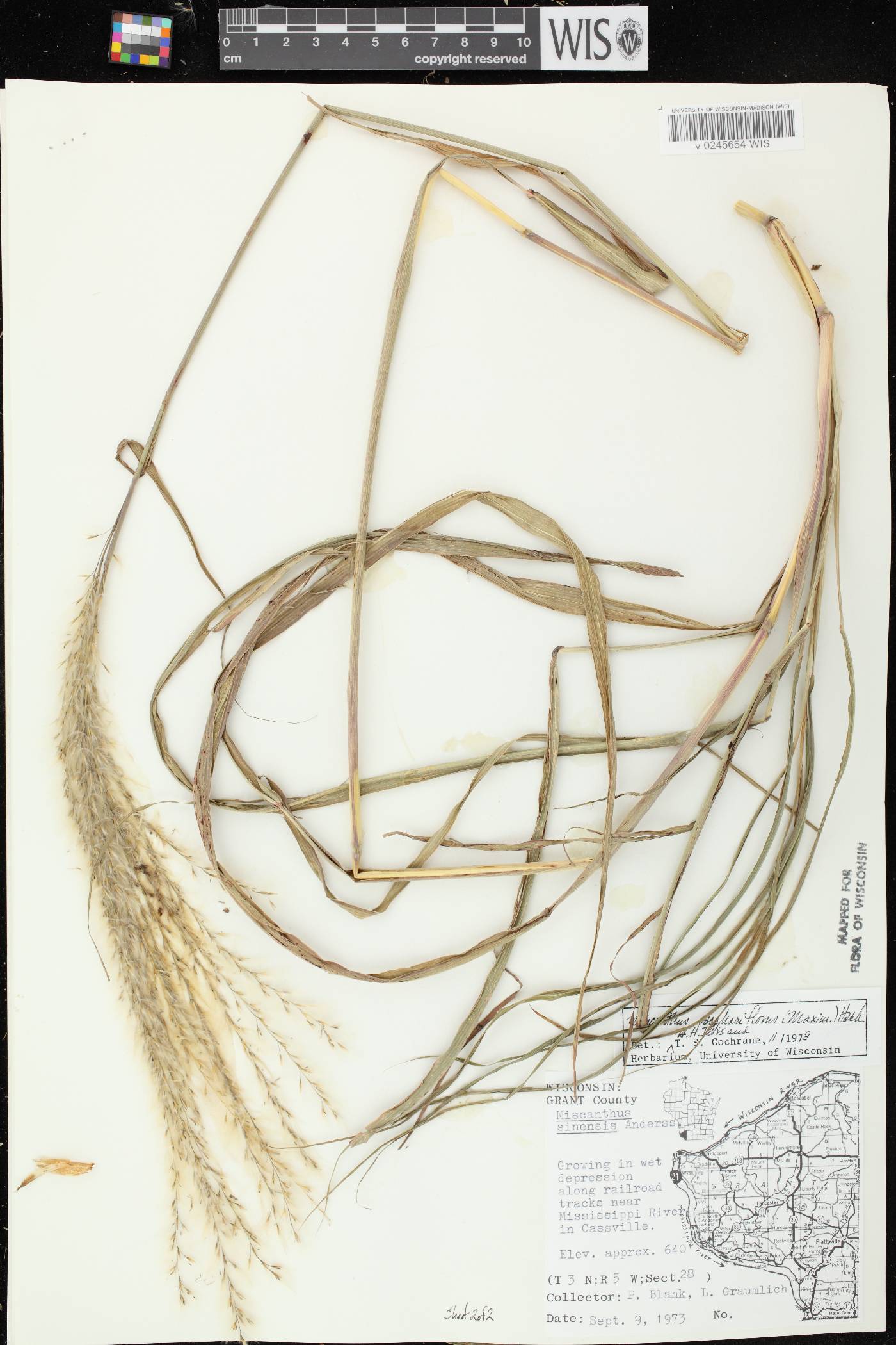 Miscanthus sacchariflorus image