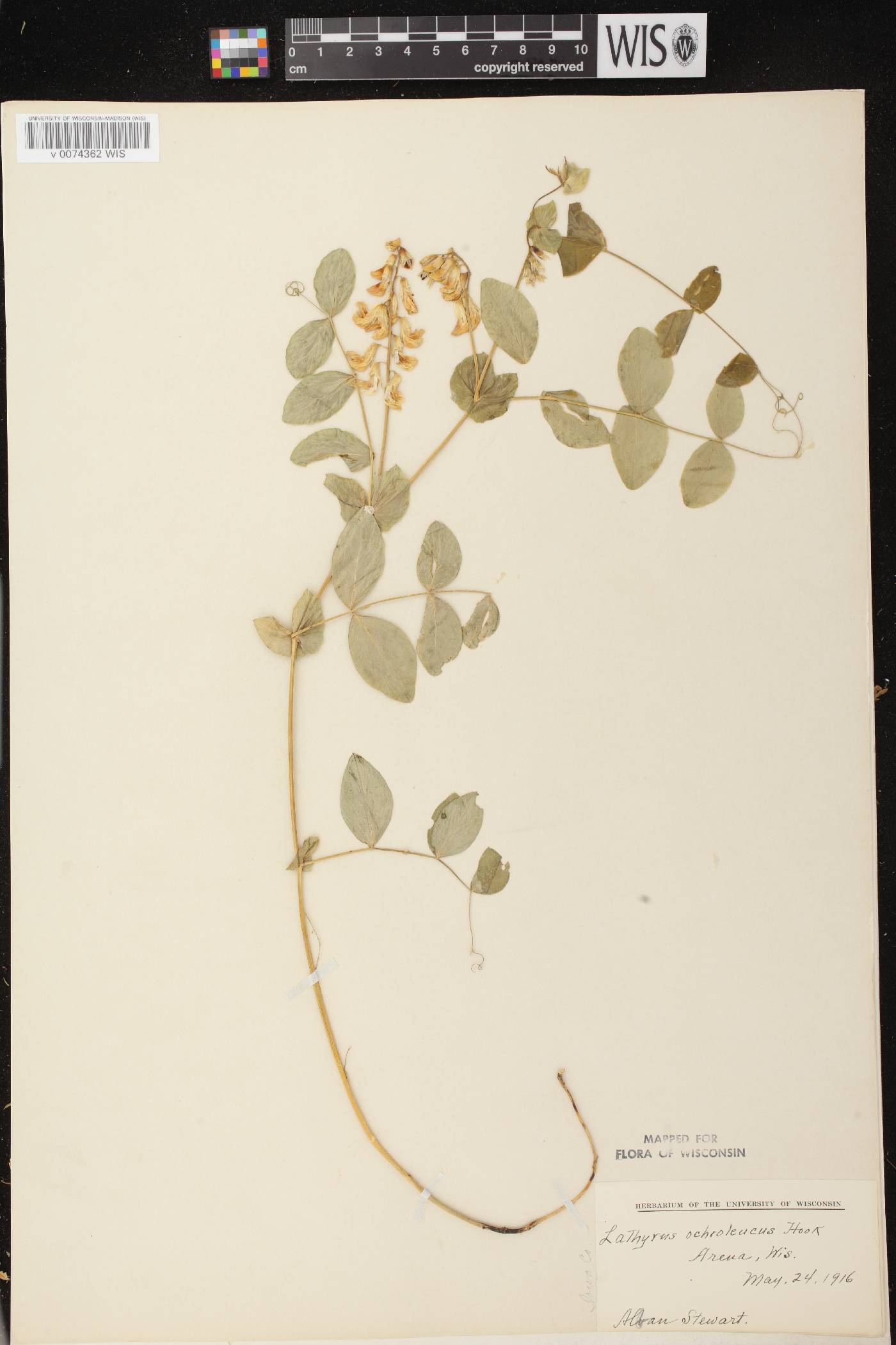 Lathyrus ochroleucus image