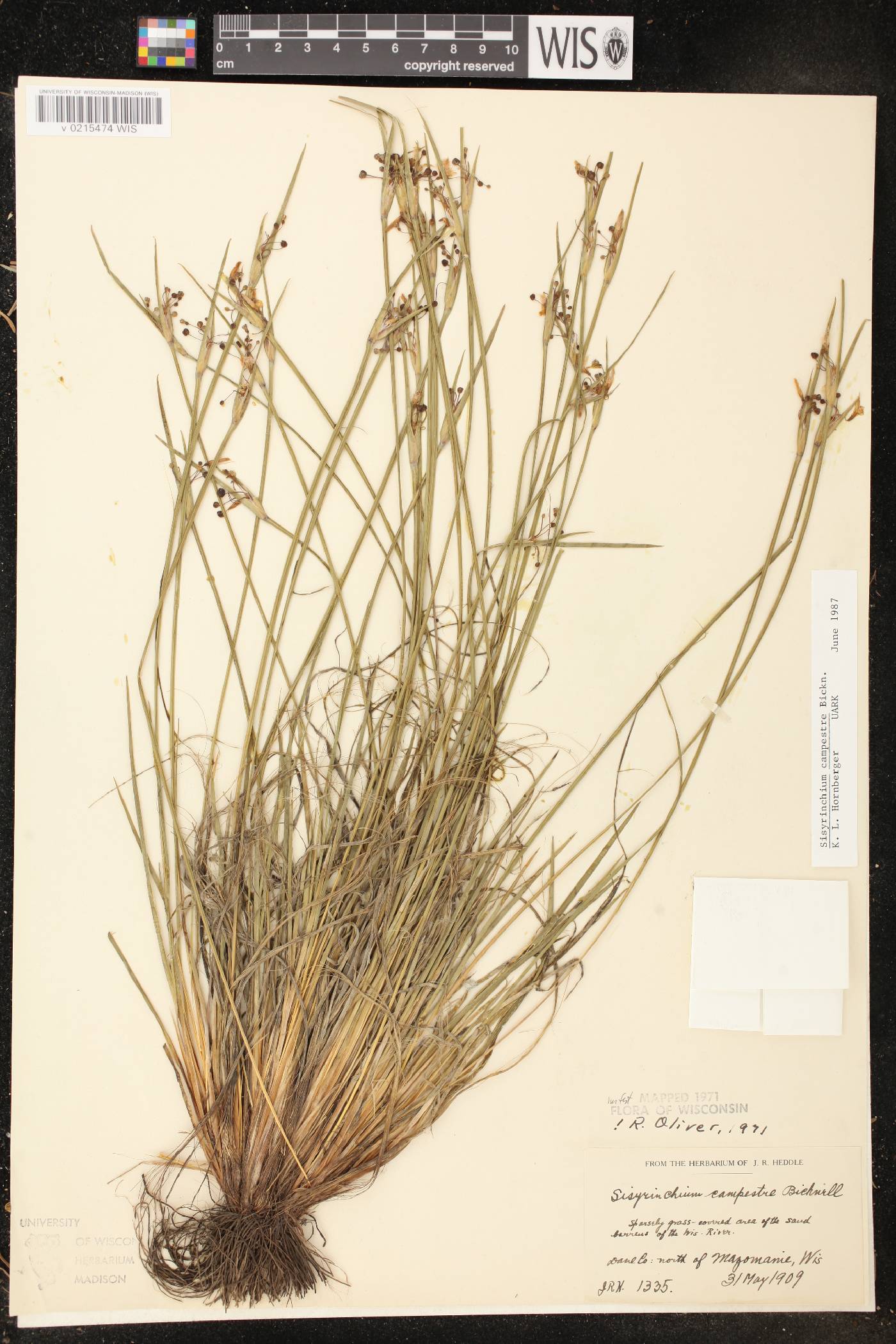 Sisyrinchium campestre image