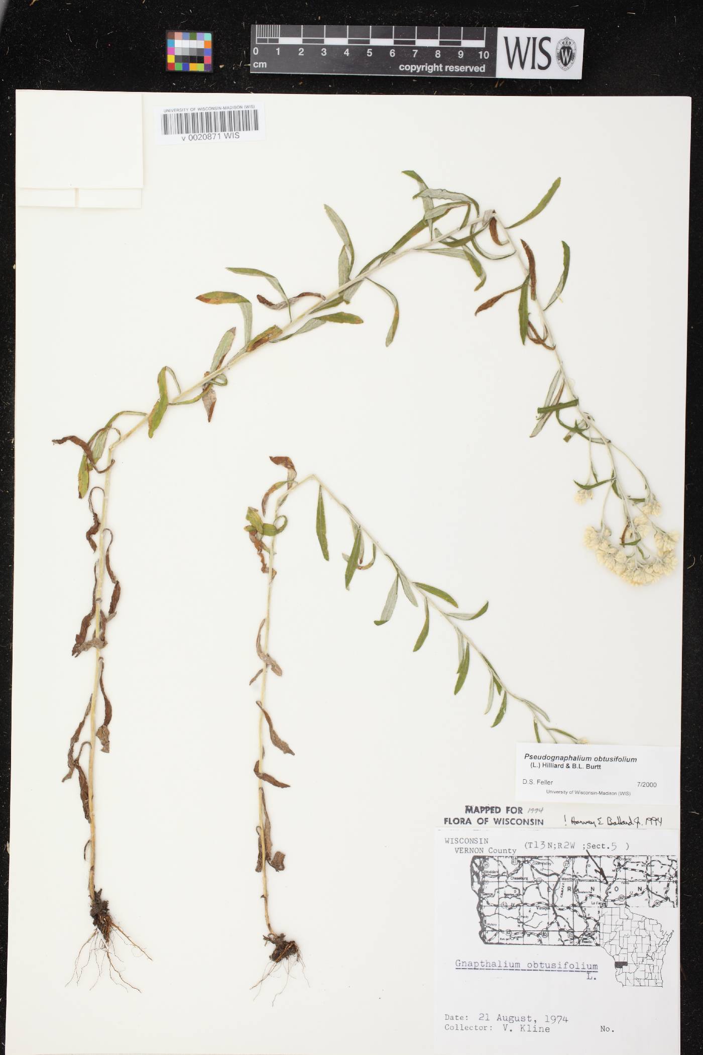 Pseudognaphalium obtusifolium image