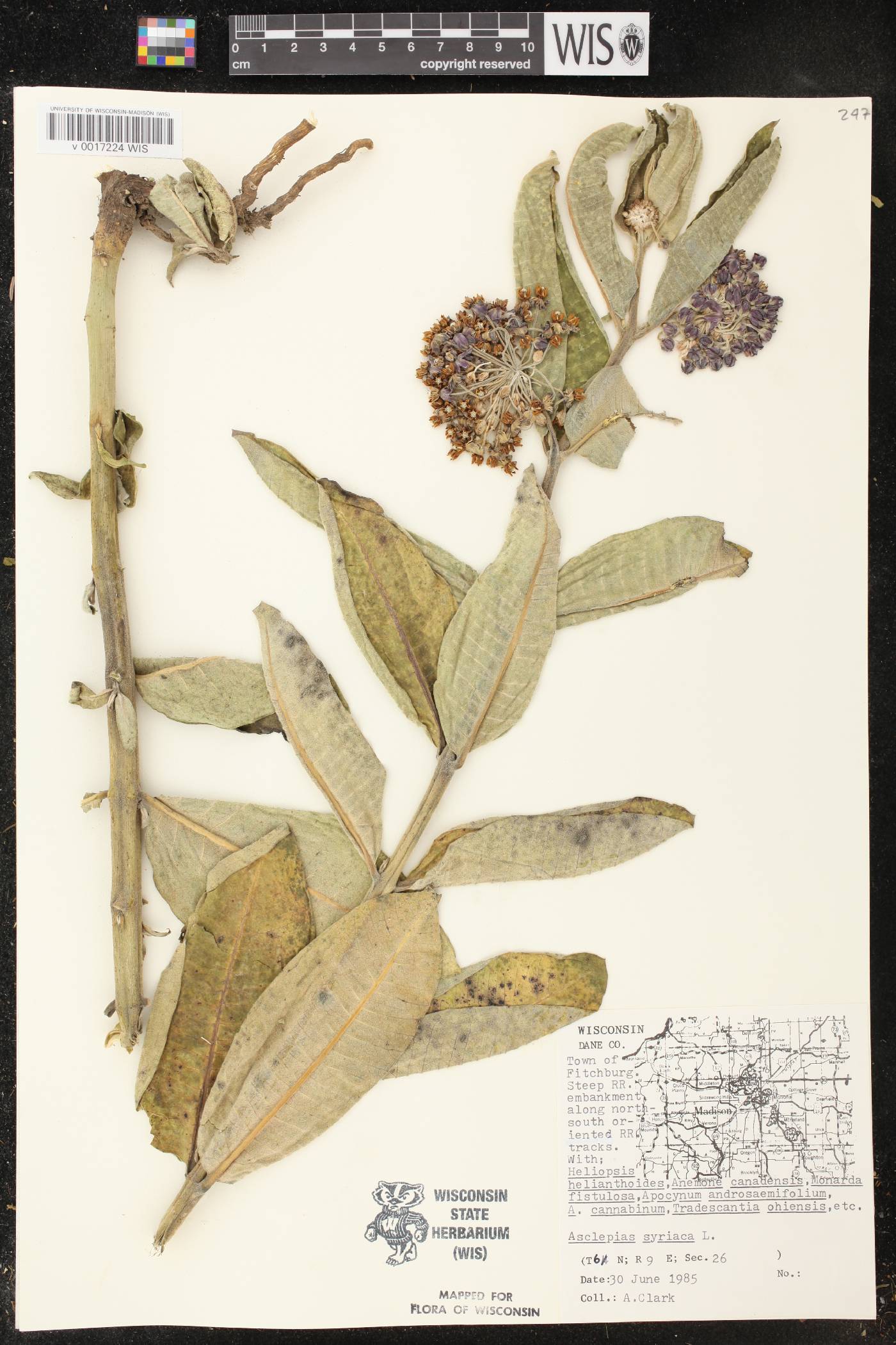 Asclepias syriaca image