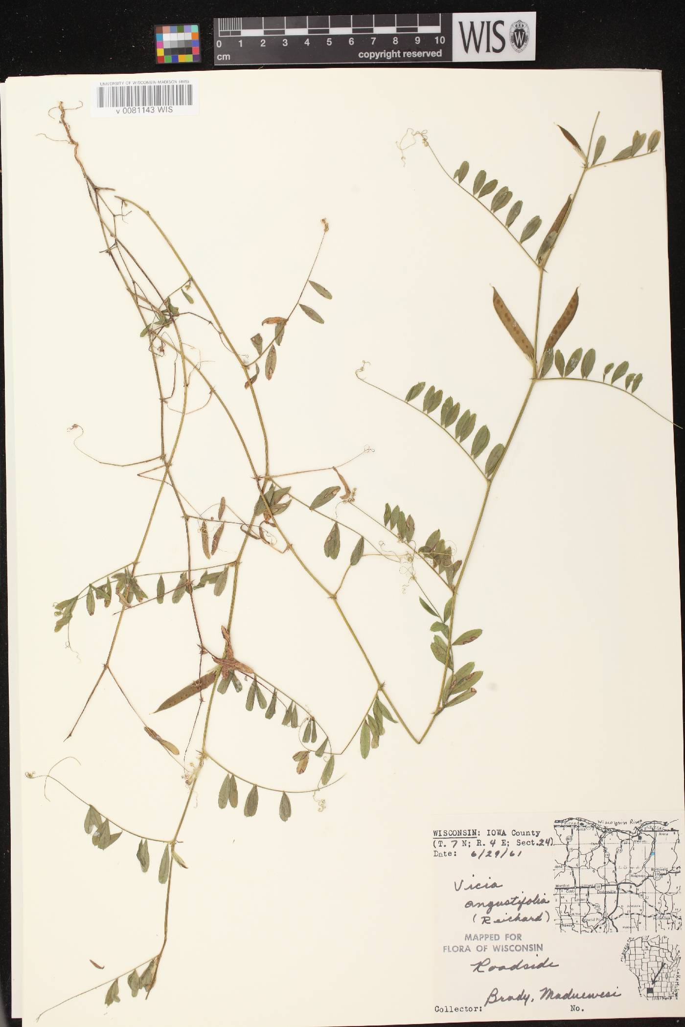 Vicia sativa subsp. nigra image