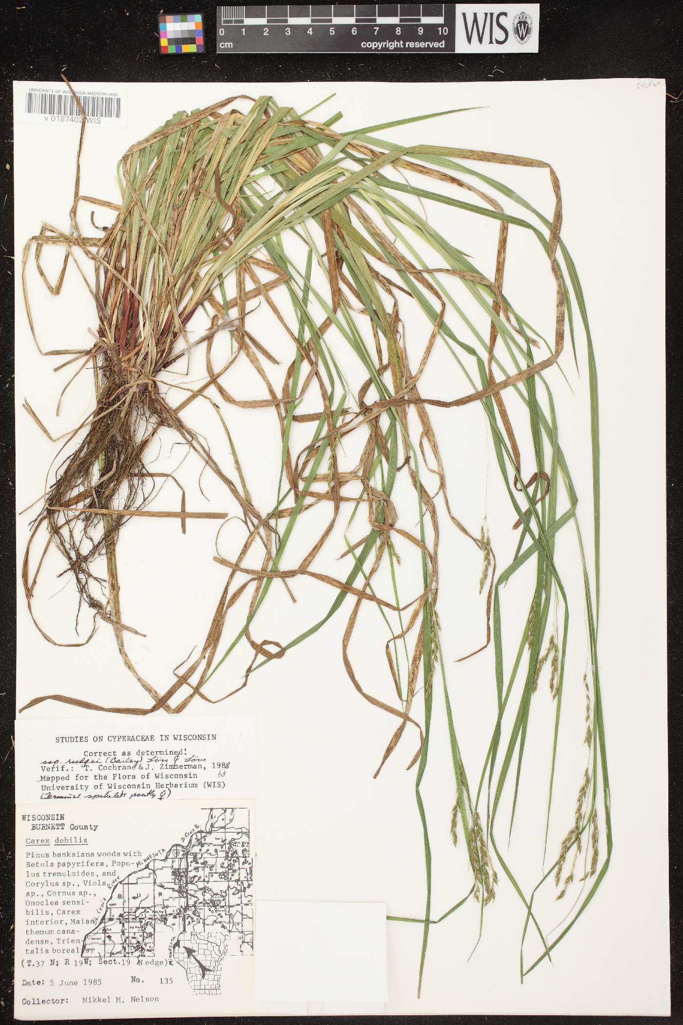 Carex debilis var. rudgei image