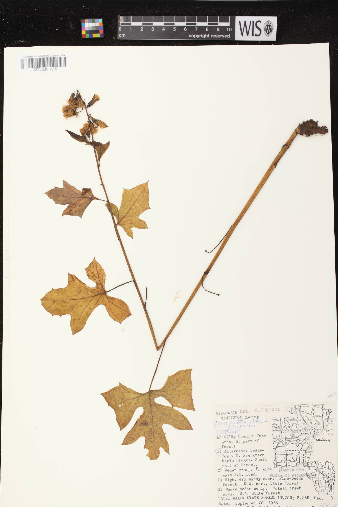Prenanthes alba image