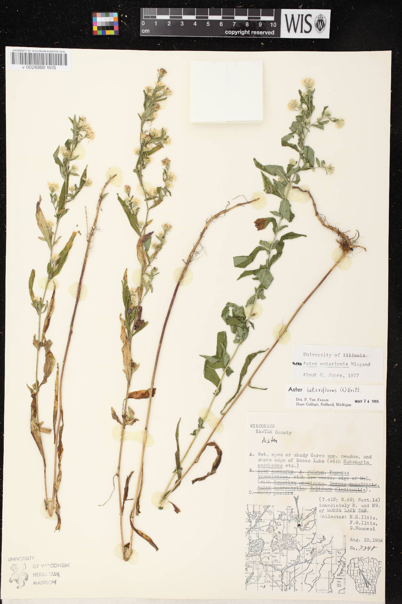 Symphyotrichum ontarionis image