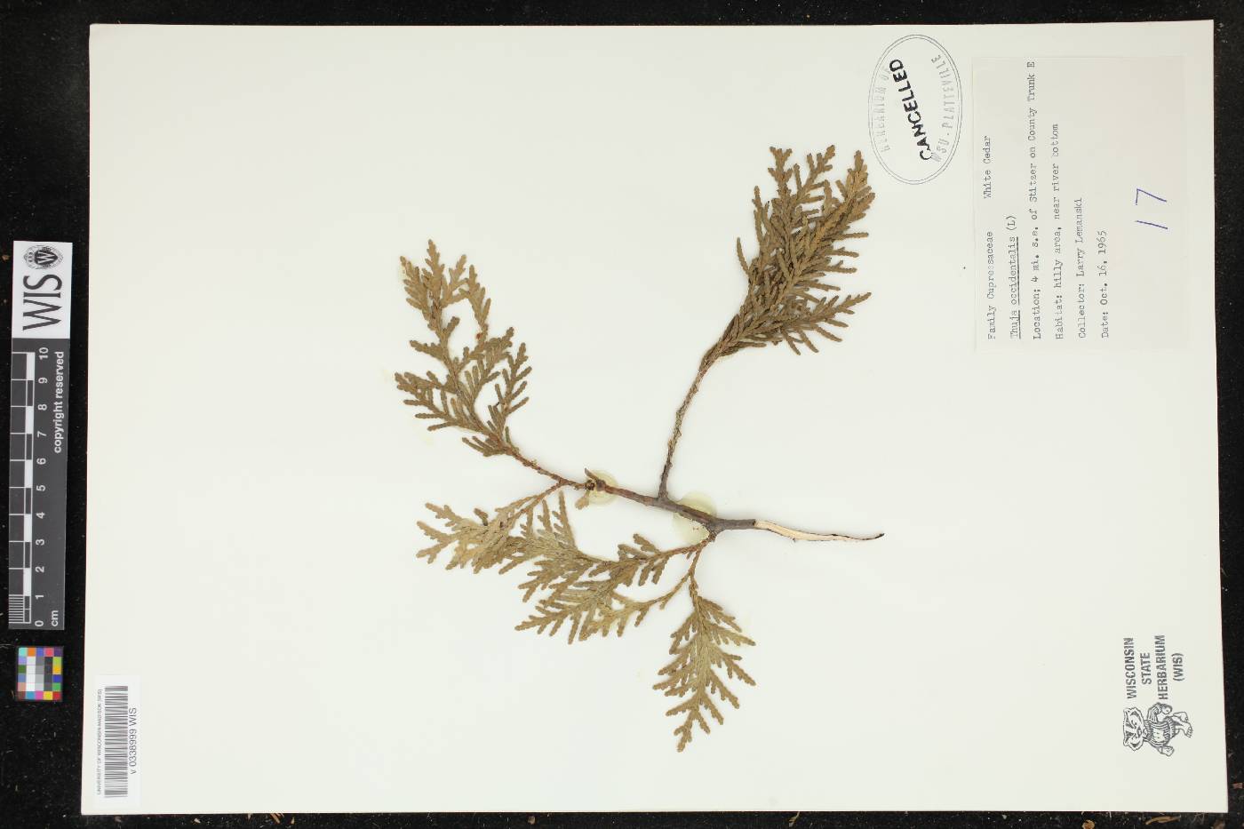 Thuja occidentalis image