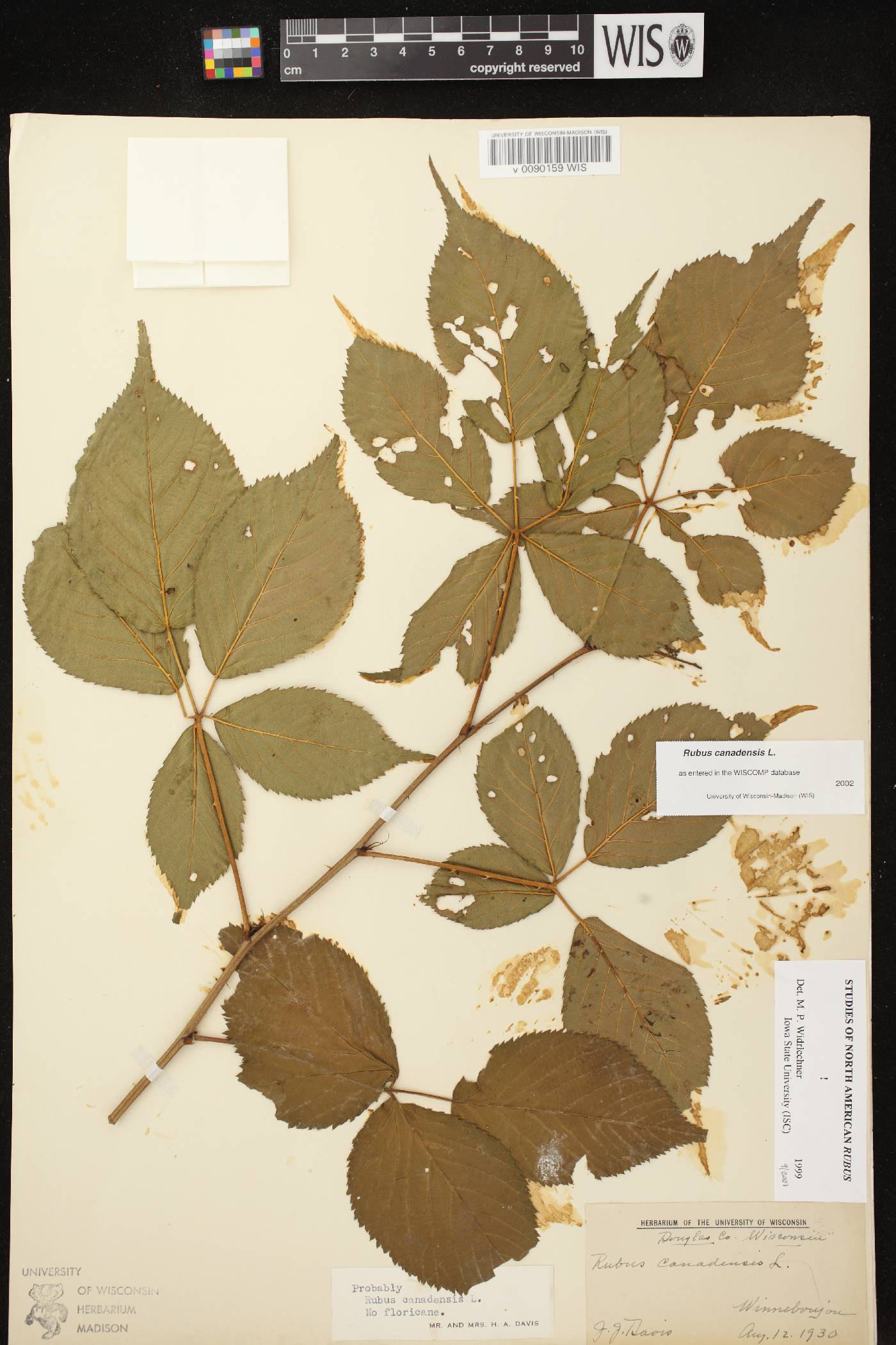 Rubus canadensis image