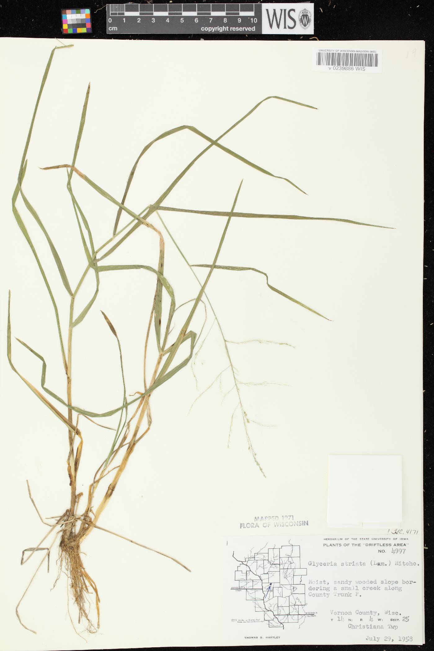 Glyceria striata image
