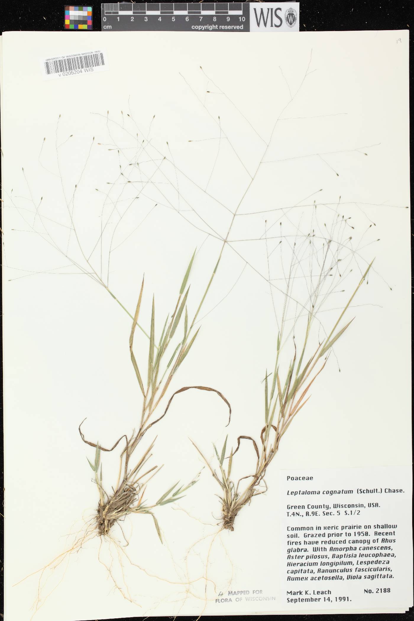 Digitaria cognata image