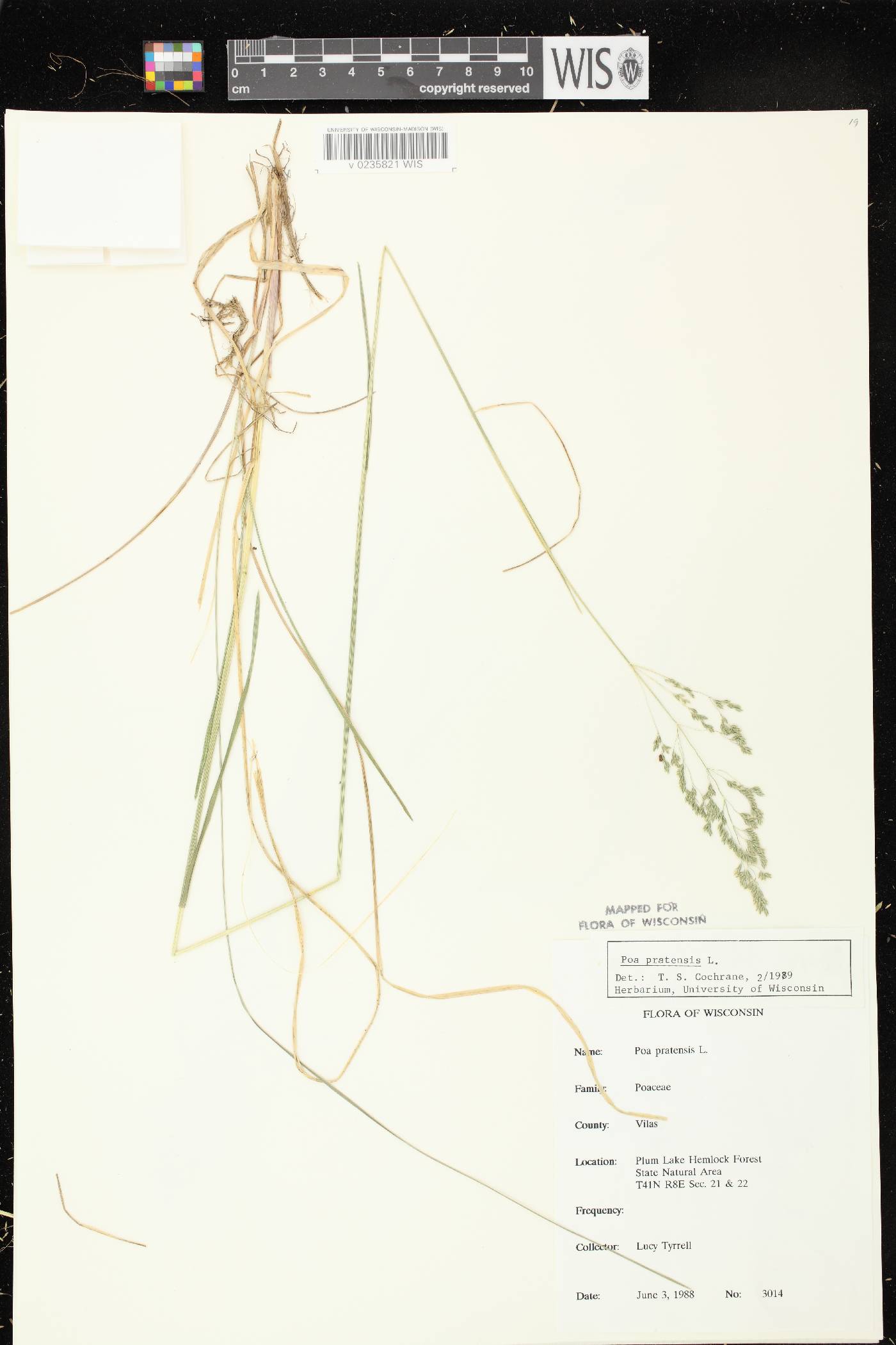 Poa pratensis image