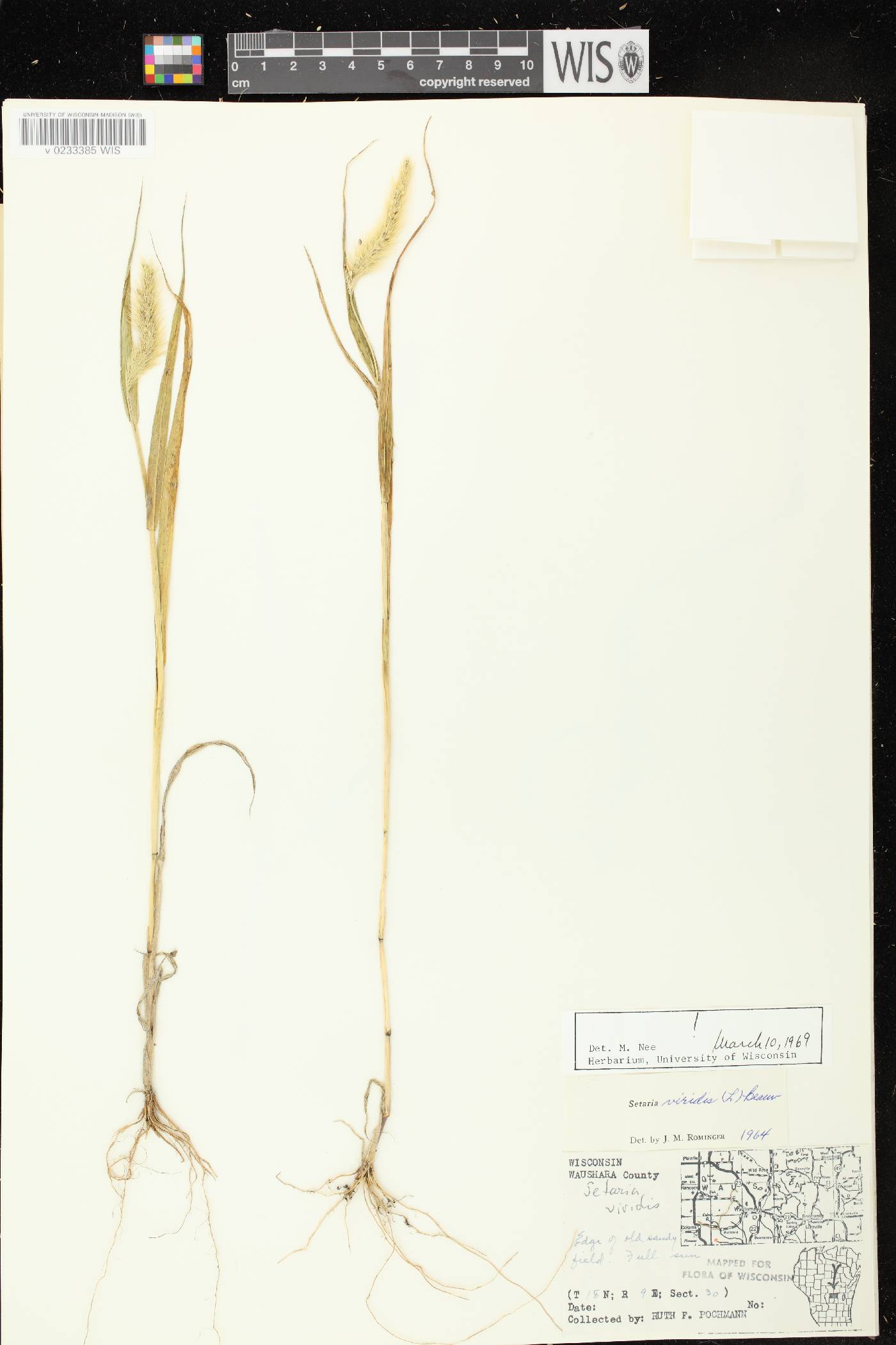 Setaria viridis var. viridis image