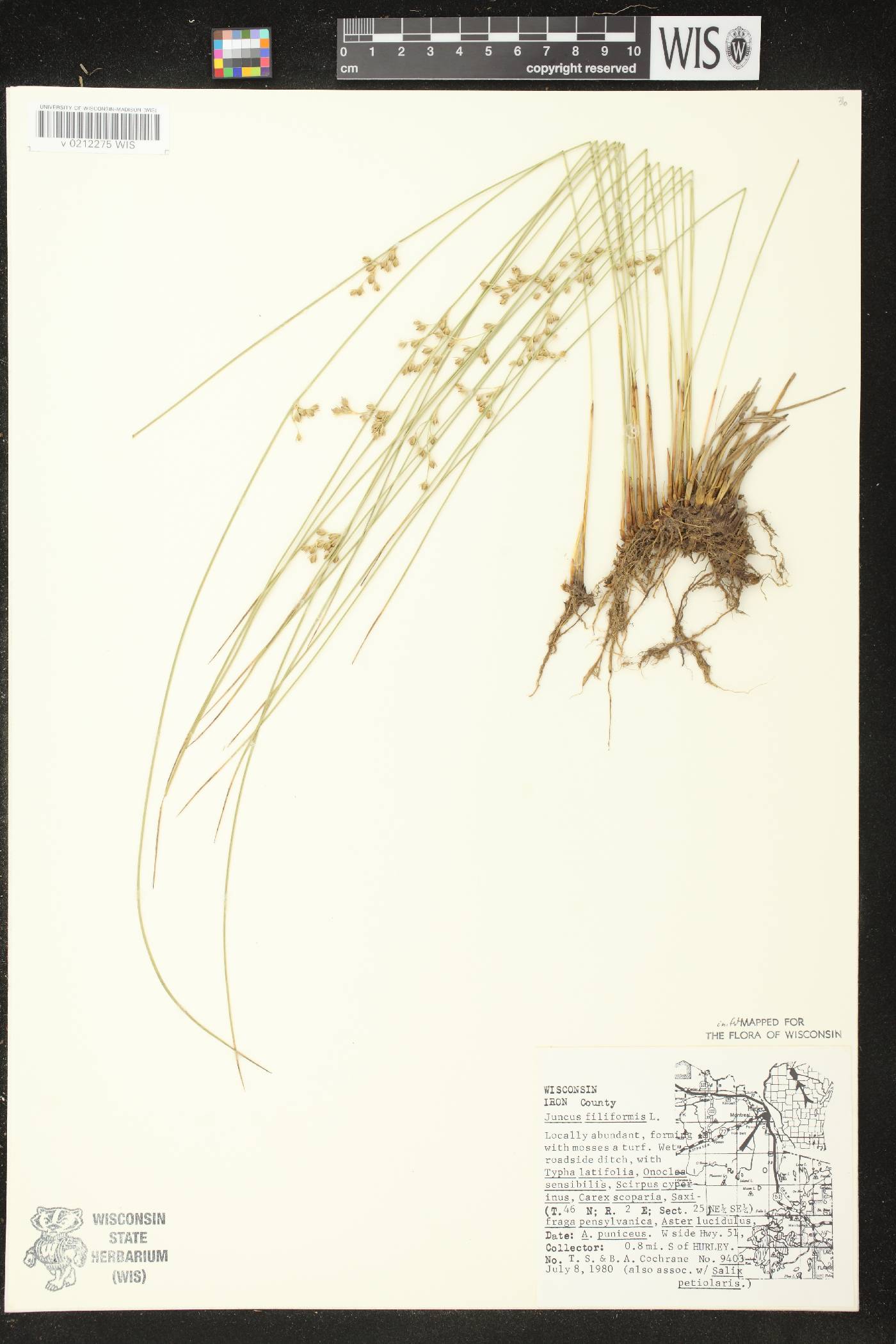Juncus filiformis image