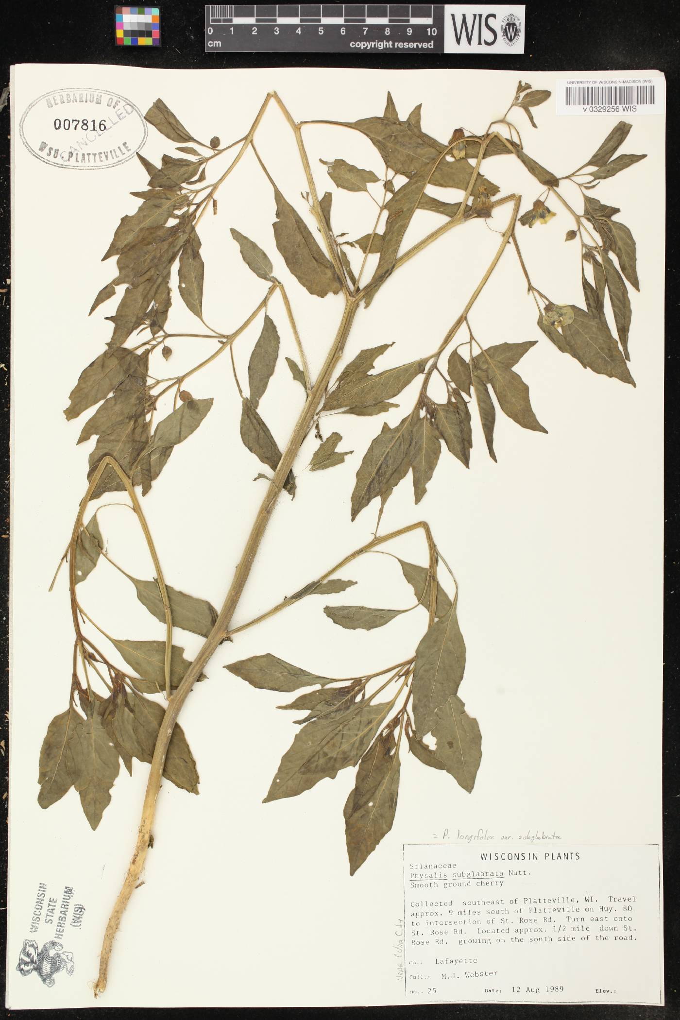 Physalis longifolia image