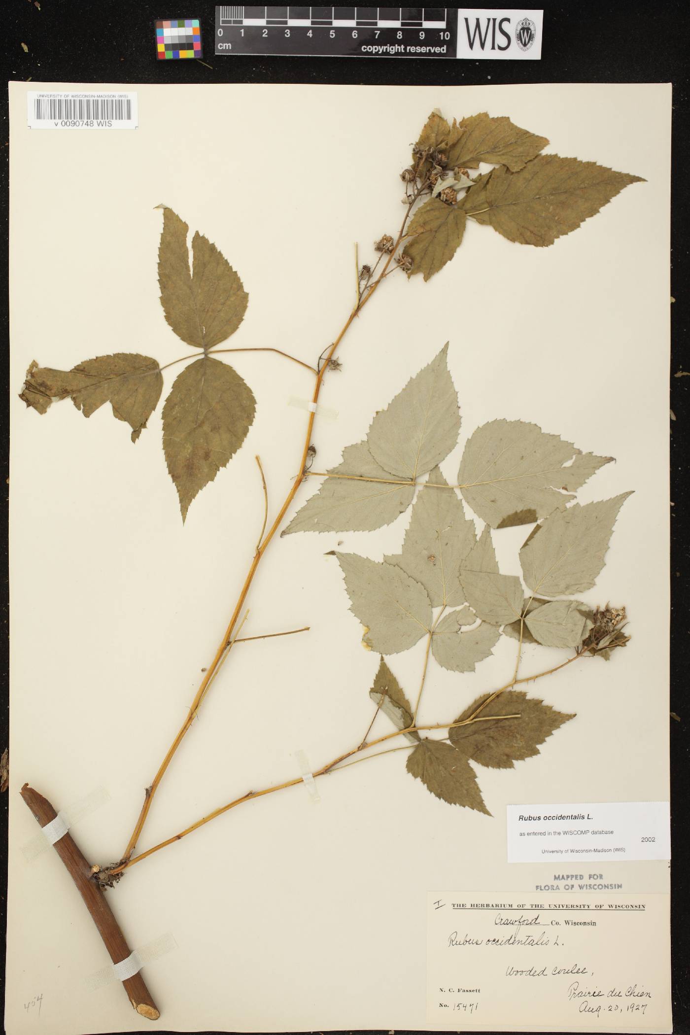 Rubus occidentalis image