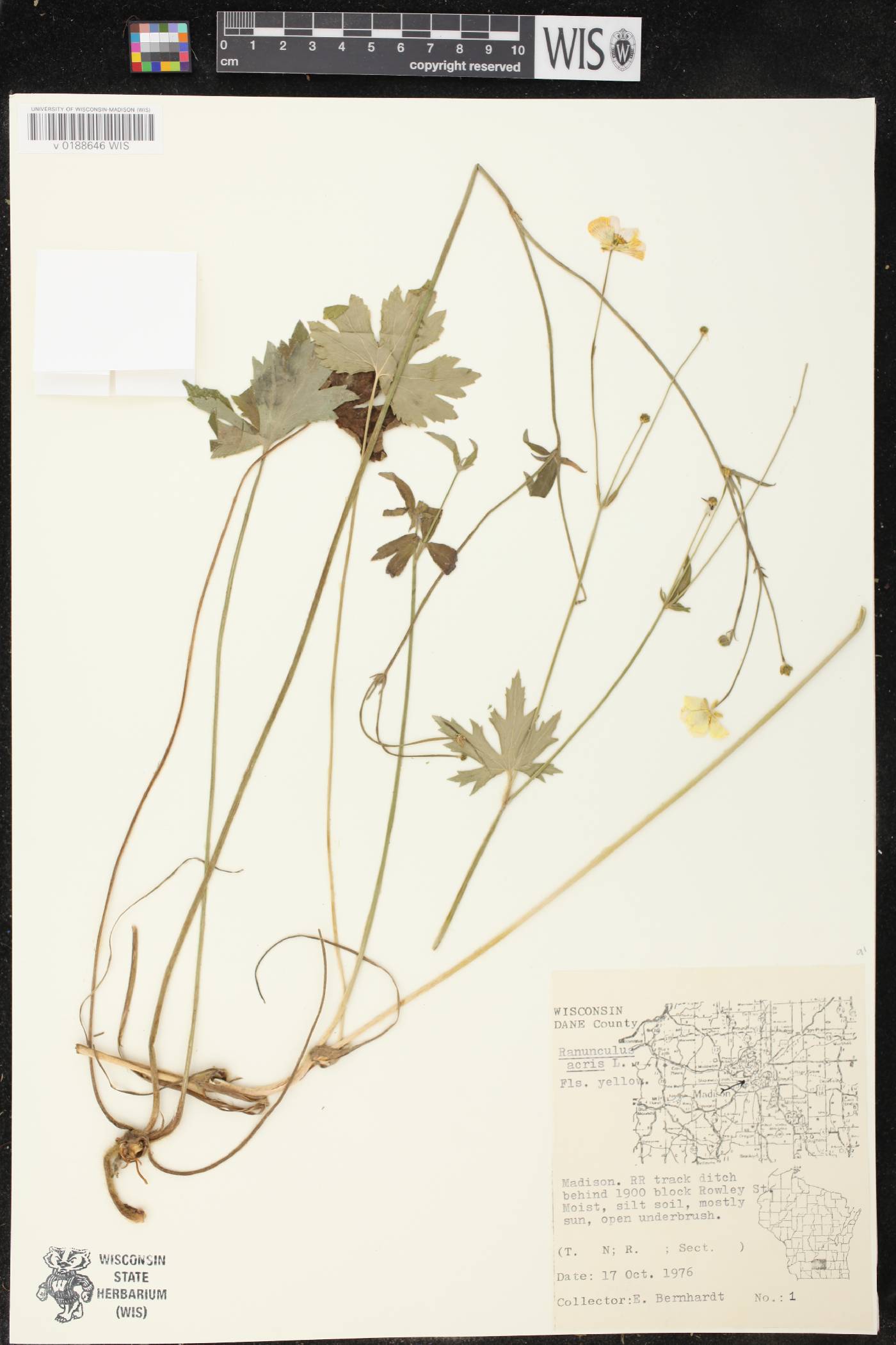 Ranunculus acris image