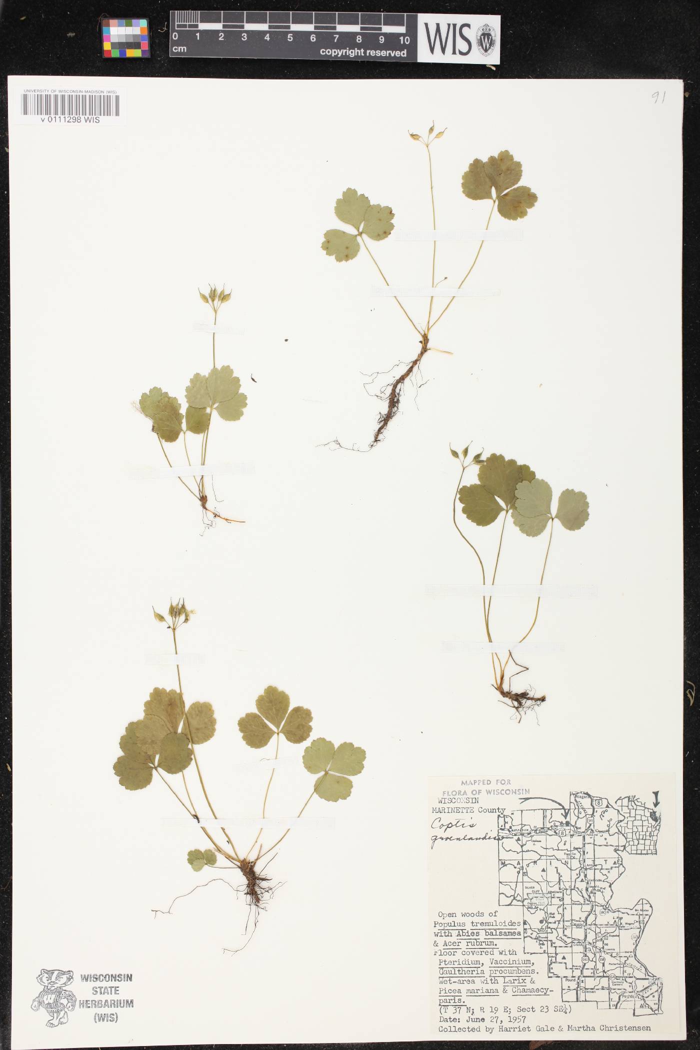 Coptis trifolia image