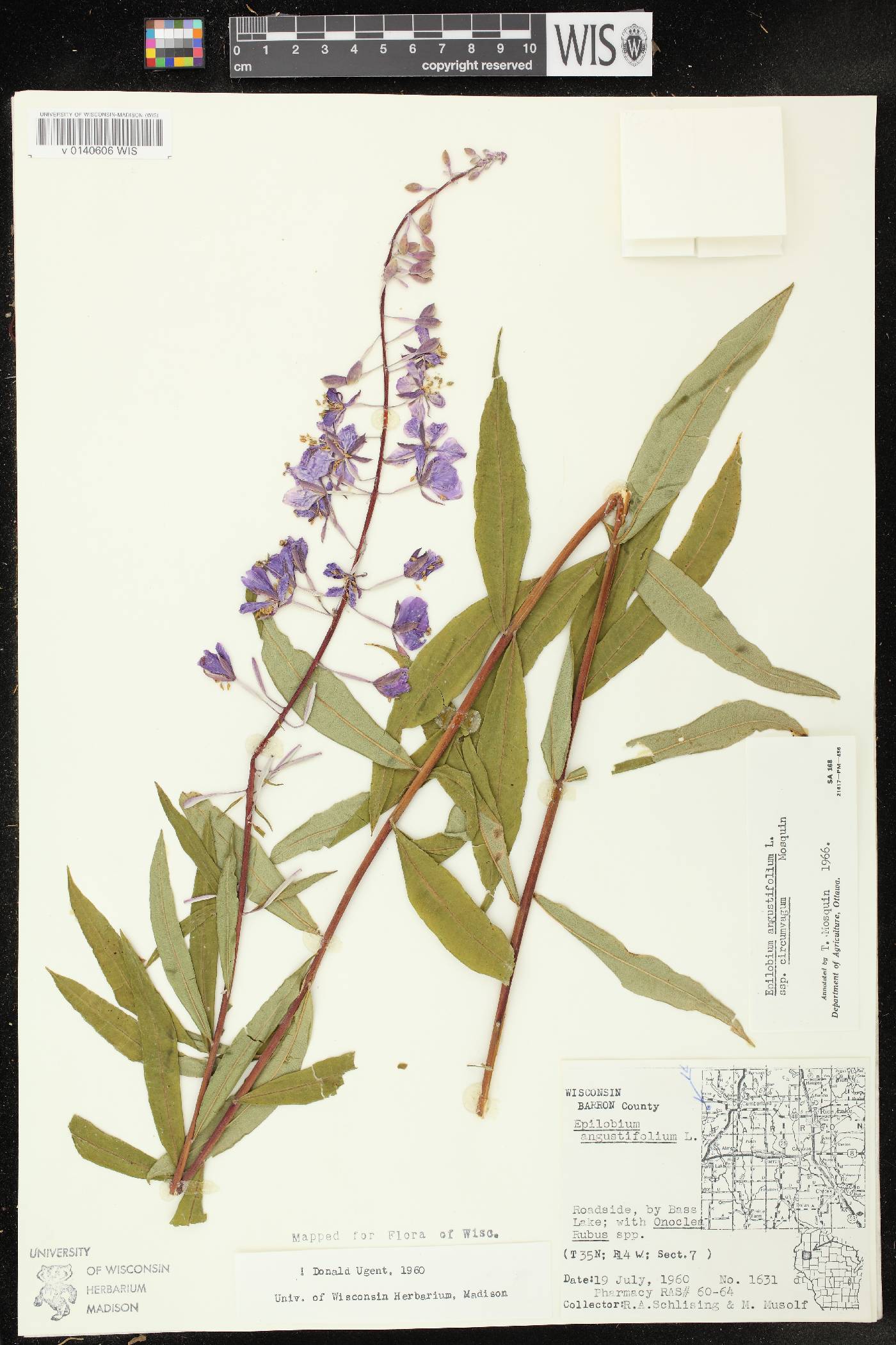 Chamerion angustifolium subsp. circumvagum image