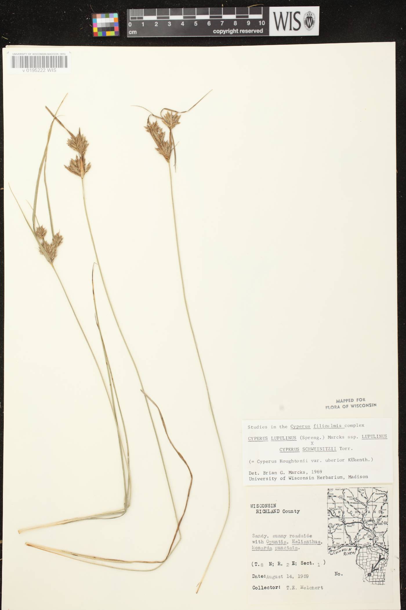 Cyperus X mesochorus image