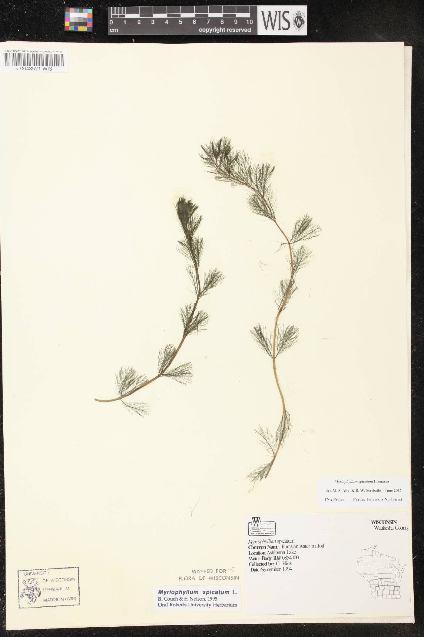 Myriophyllum spicatum image