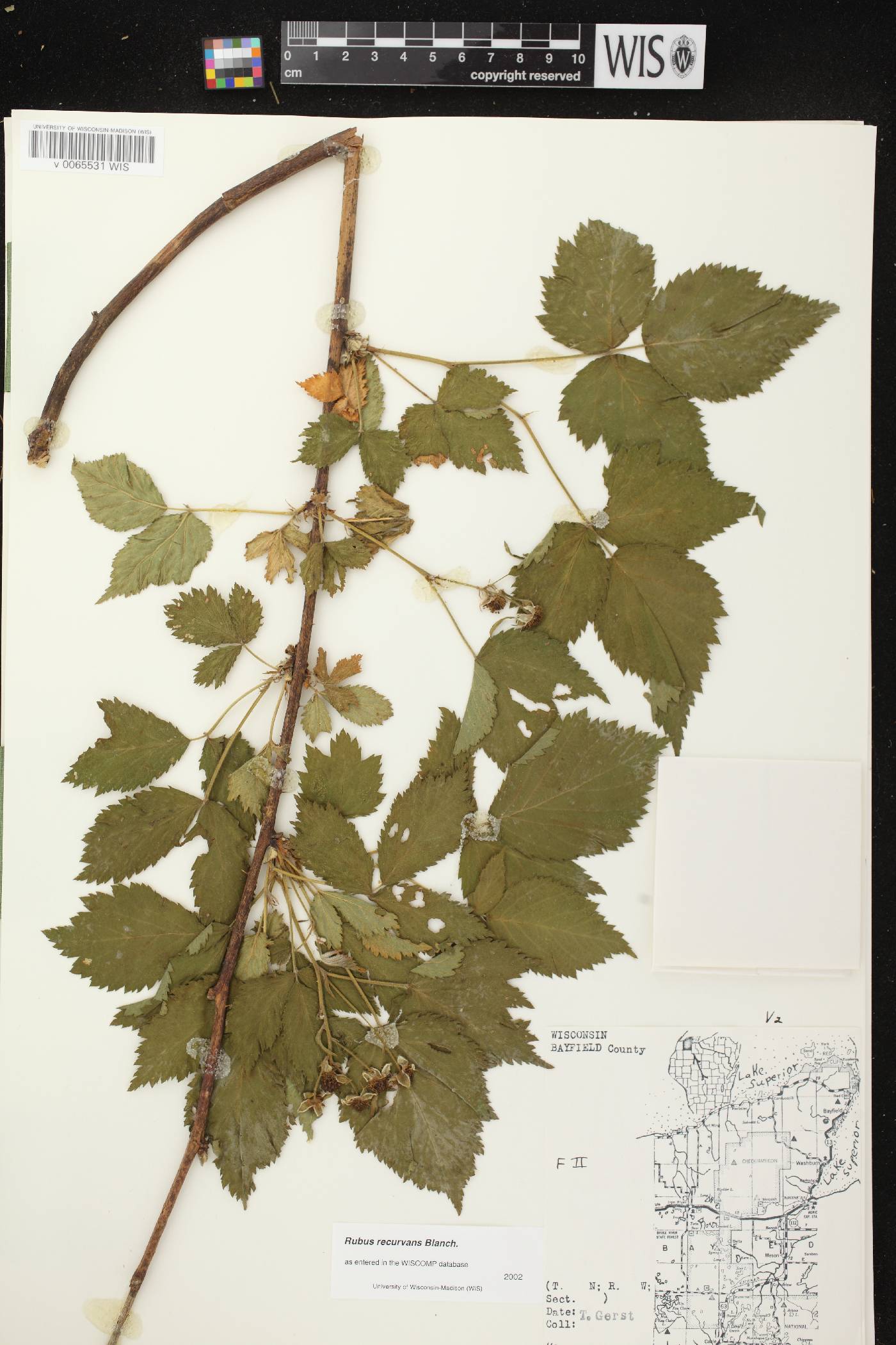 Rubus pensilvanicus image