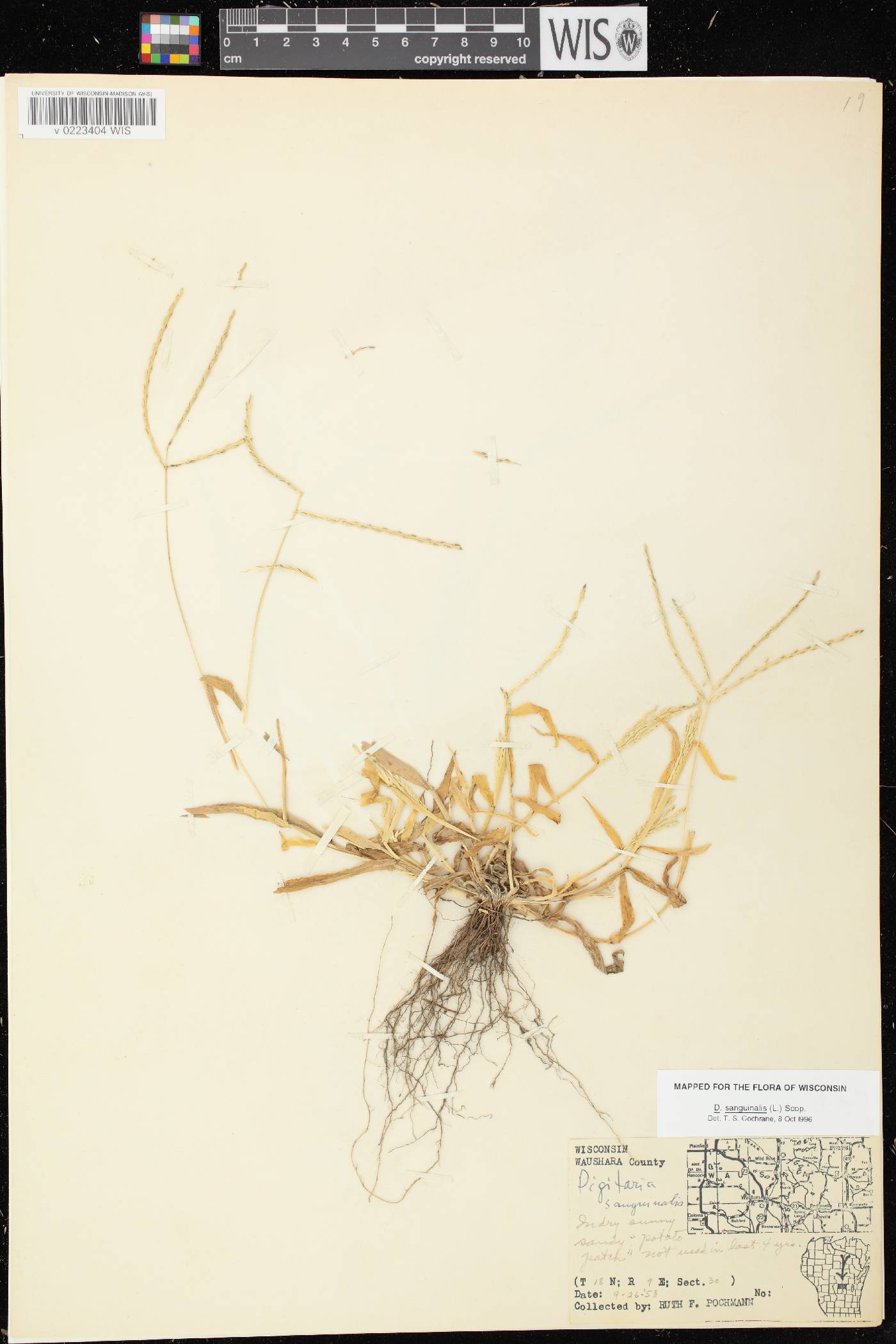 Digitaria sanguinalis image