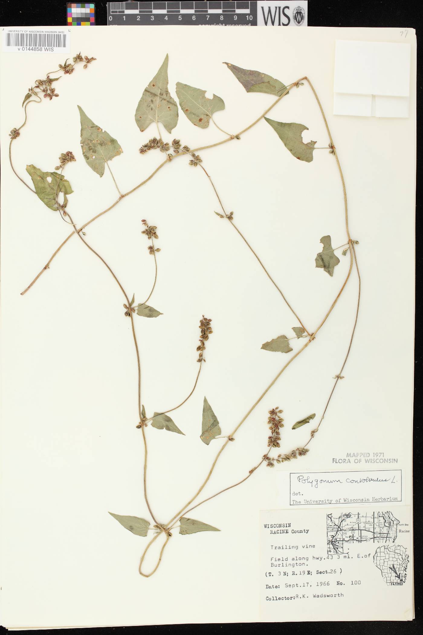 Fallopia convolvulus image
