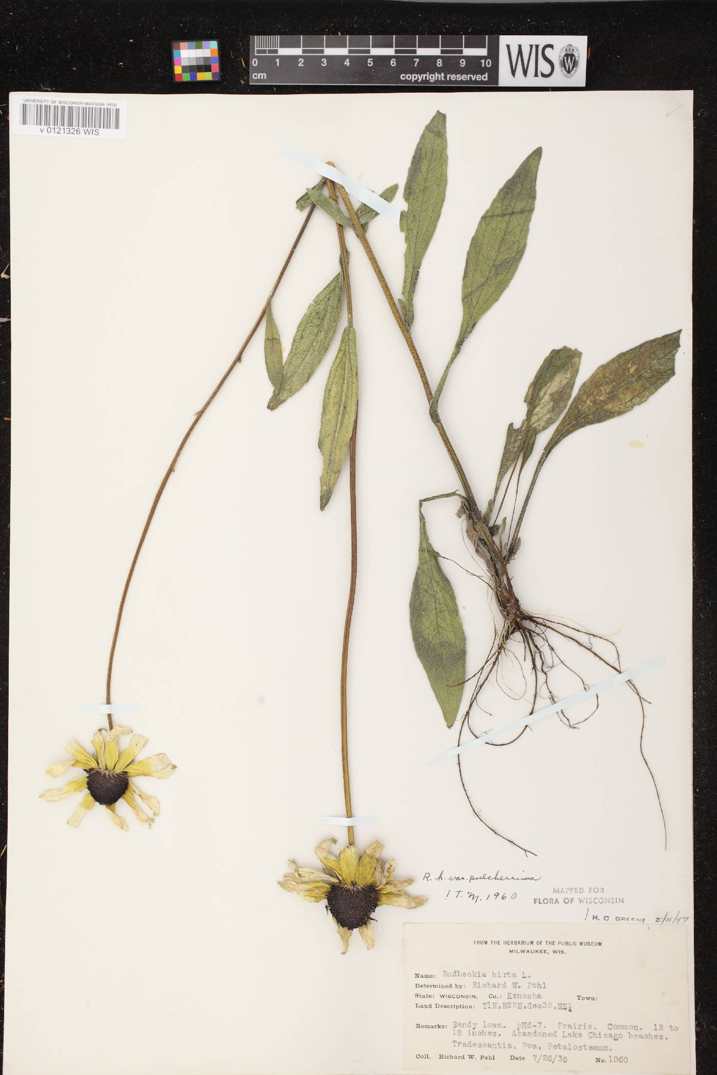 Rudbeckia hirta image