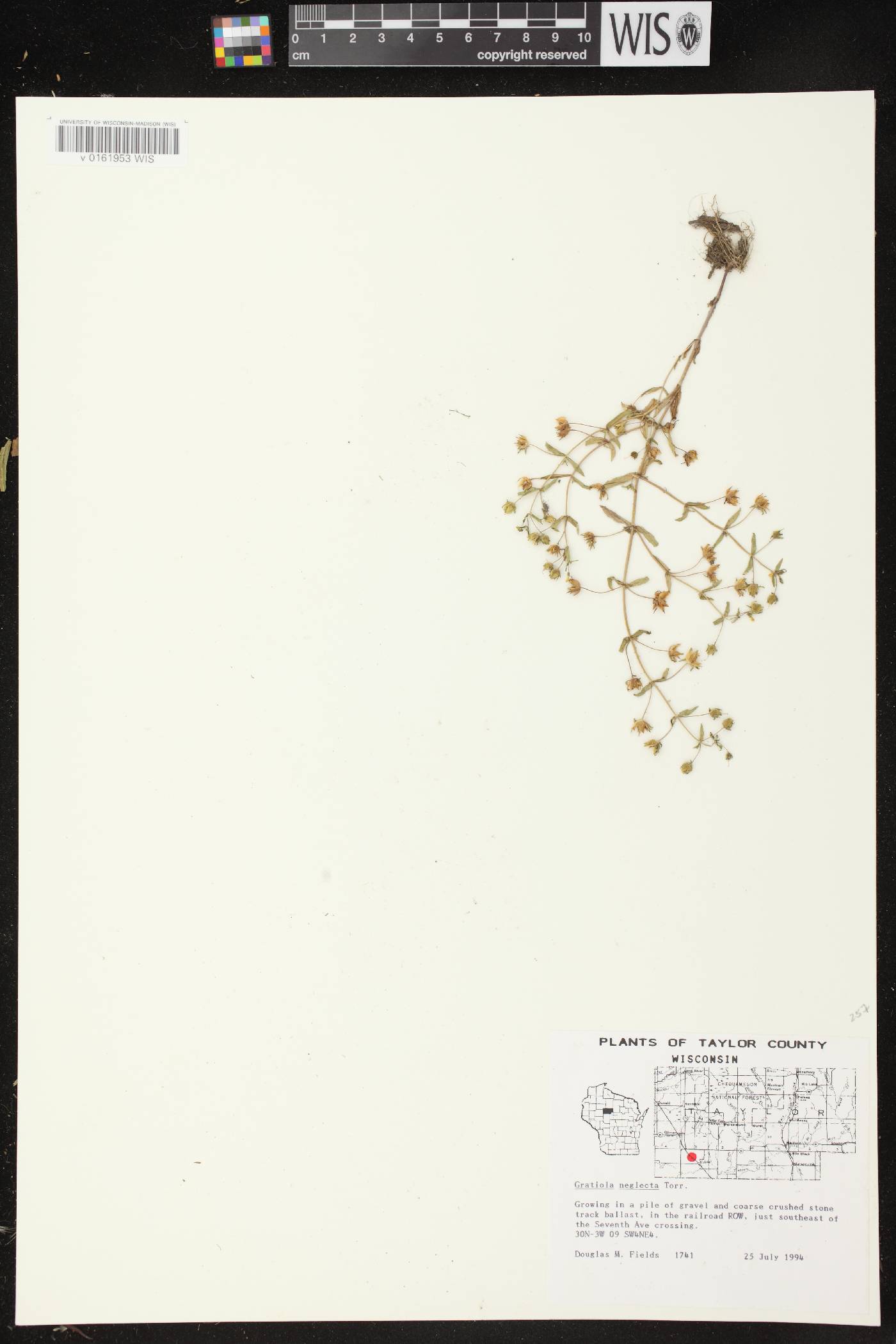 Gratiola neglecta image