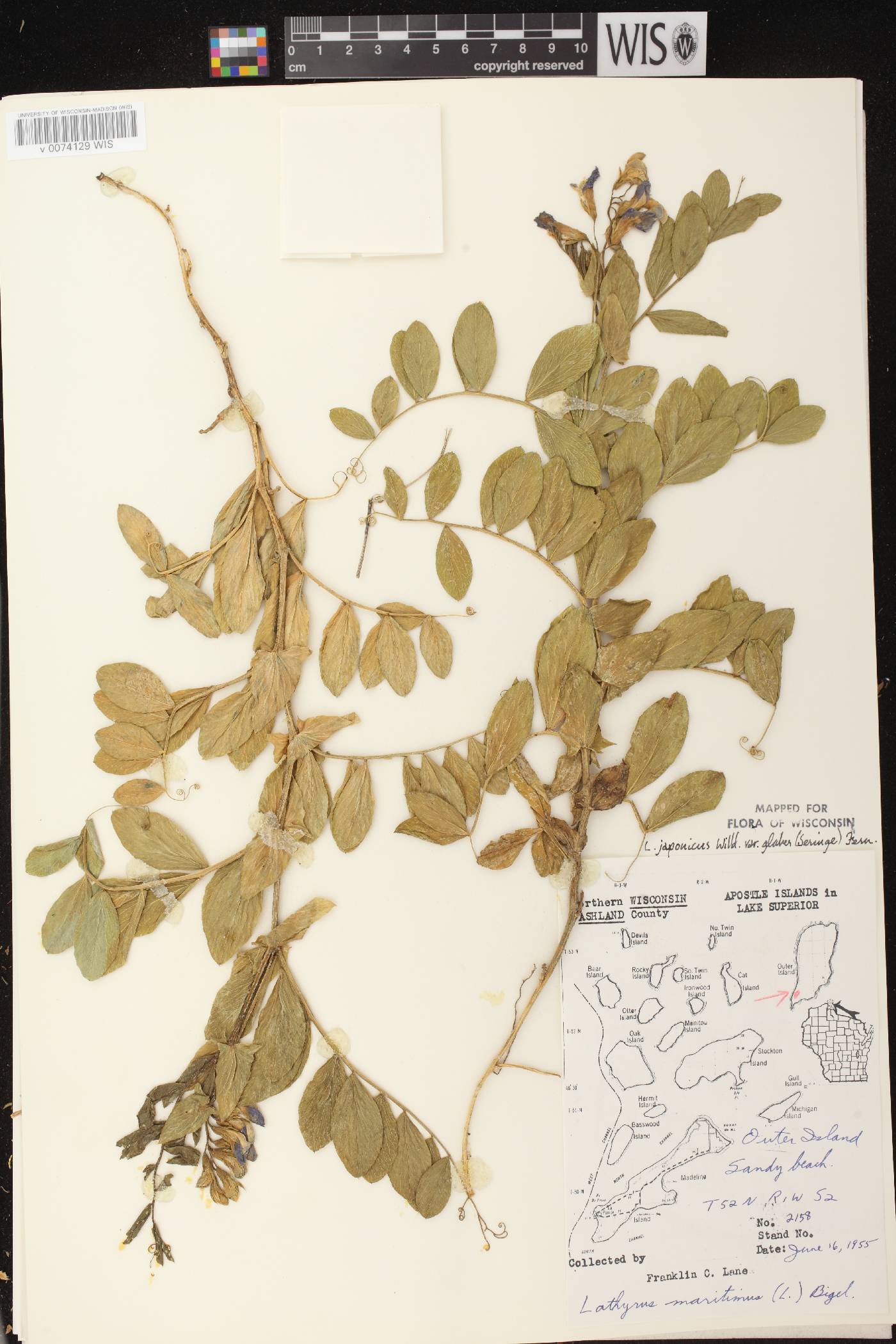 Lathyrus japonicus image