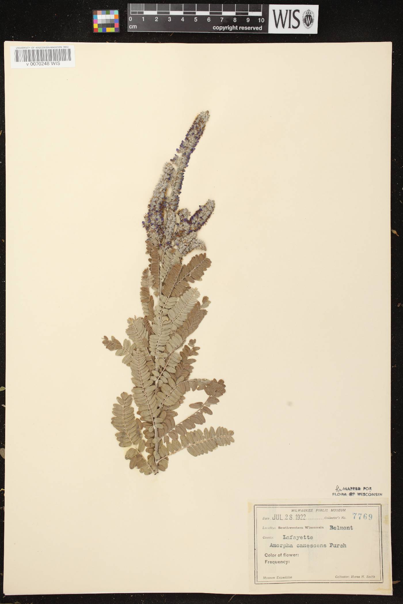 Amorpha canescens image
