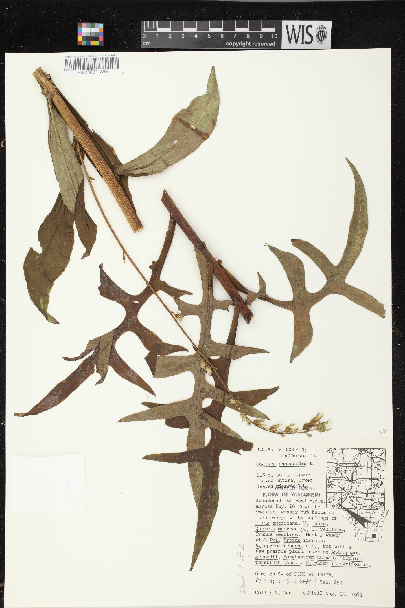 Lactuca canadensis image