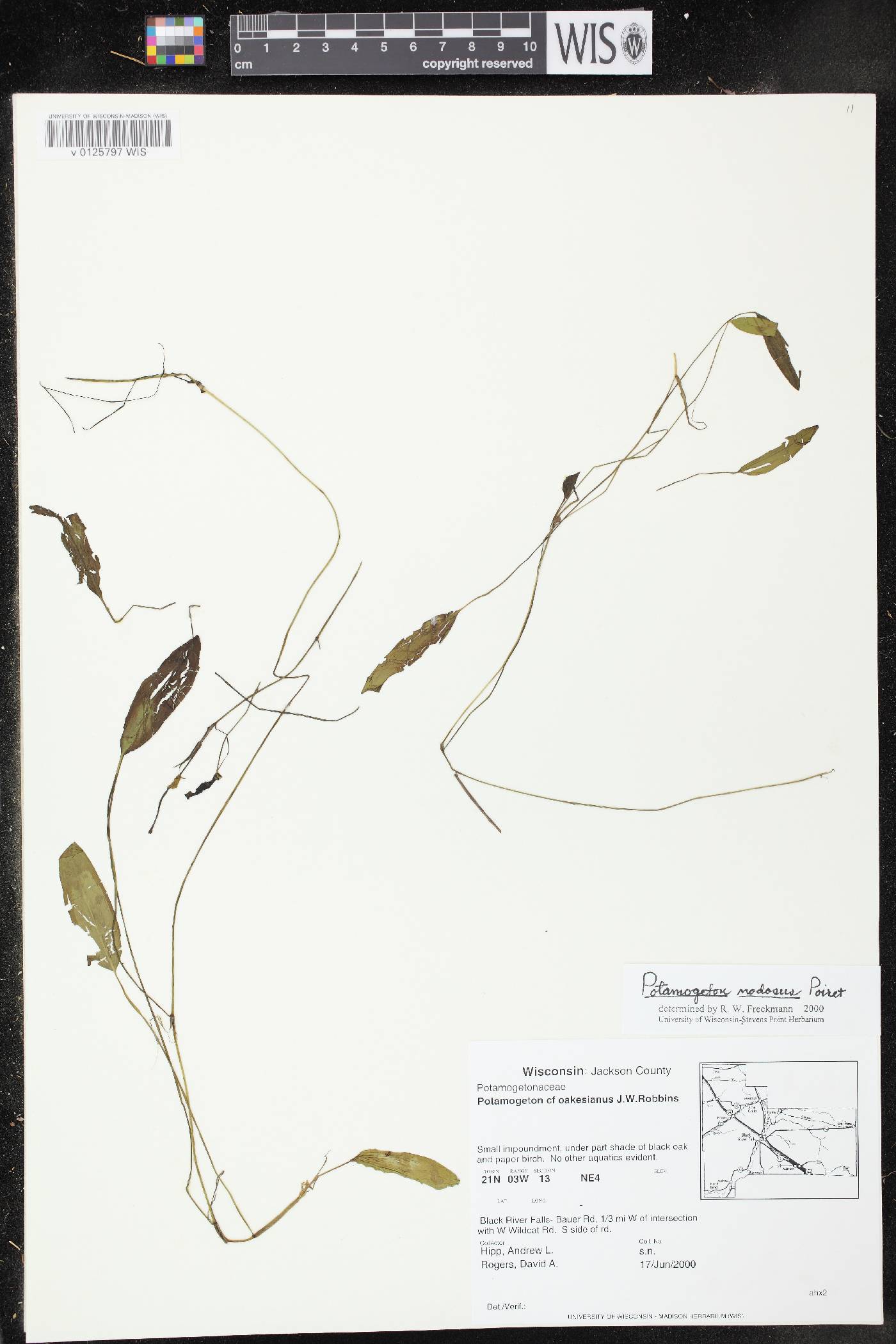 Potamogeton nodosus image